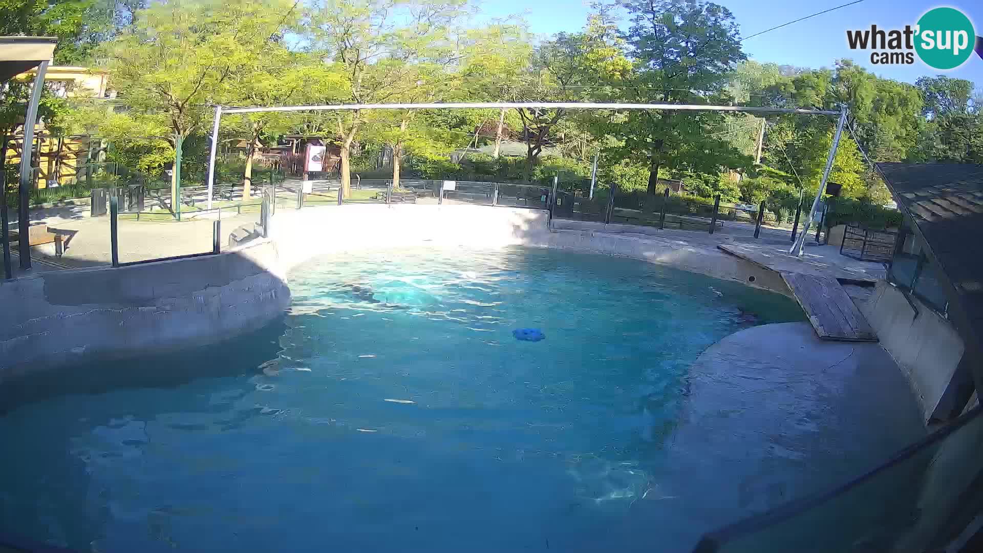 Zoo Zagreb – Otarie de Californie