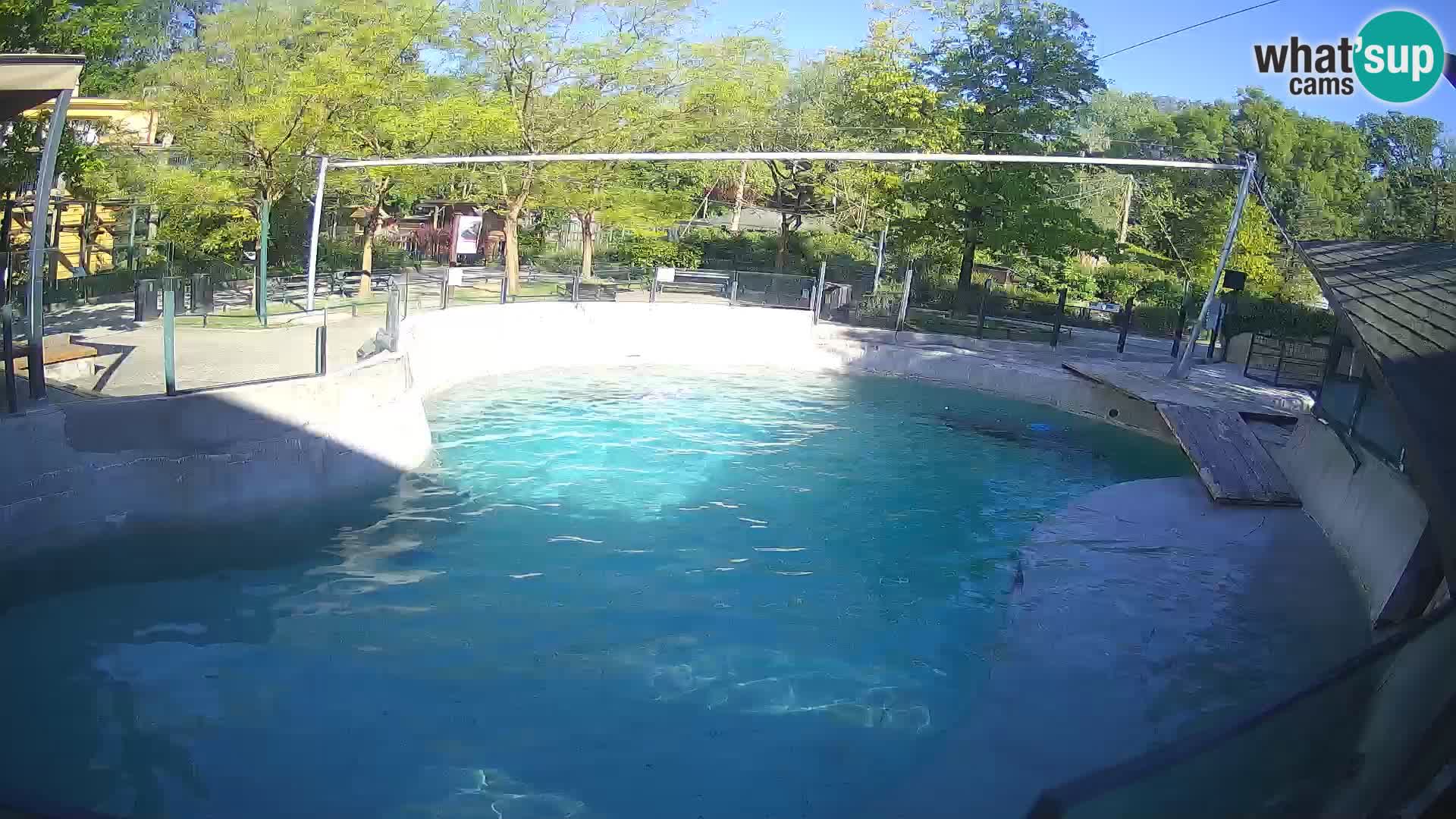 Zoo Zagreb – Otaria della California