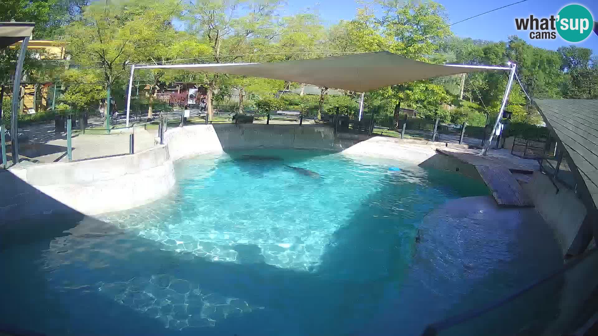 Zoo Zagreb – Otarie de Californie