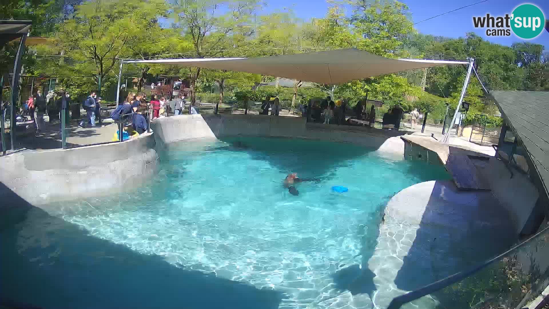 Zoo Zagreb – Kalifornijski morski lav