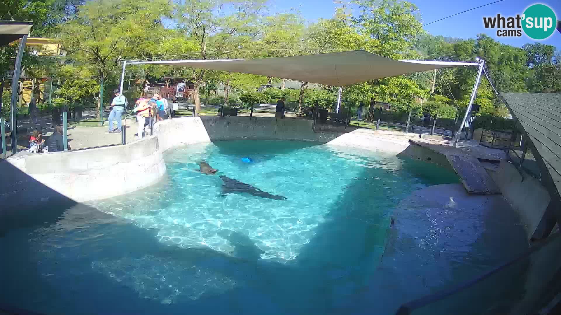 Zoo Zagreb – Kalifornijski morski lav