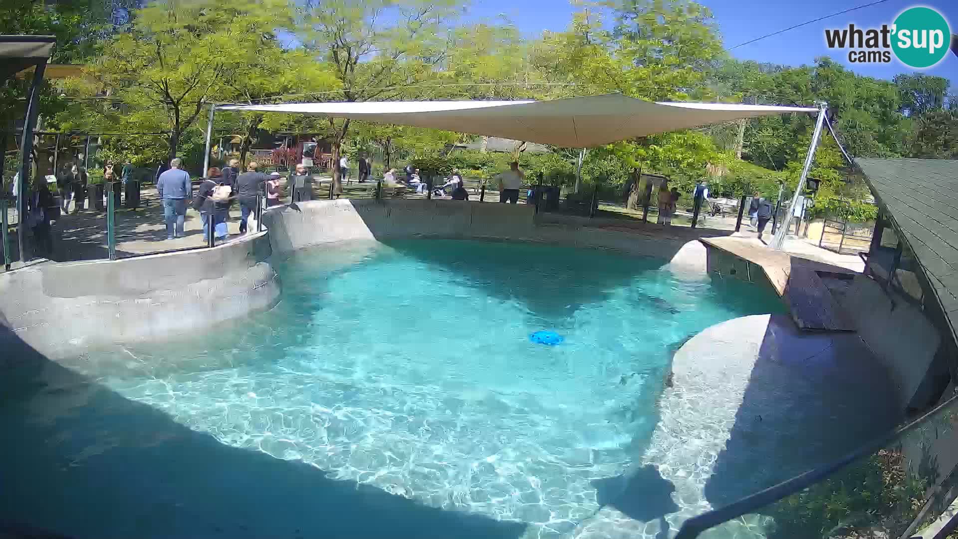 Zoo Zagreb – Kalifornijski morski lav