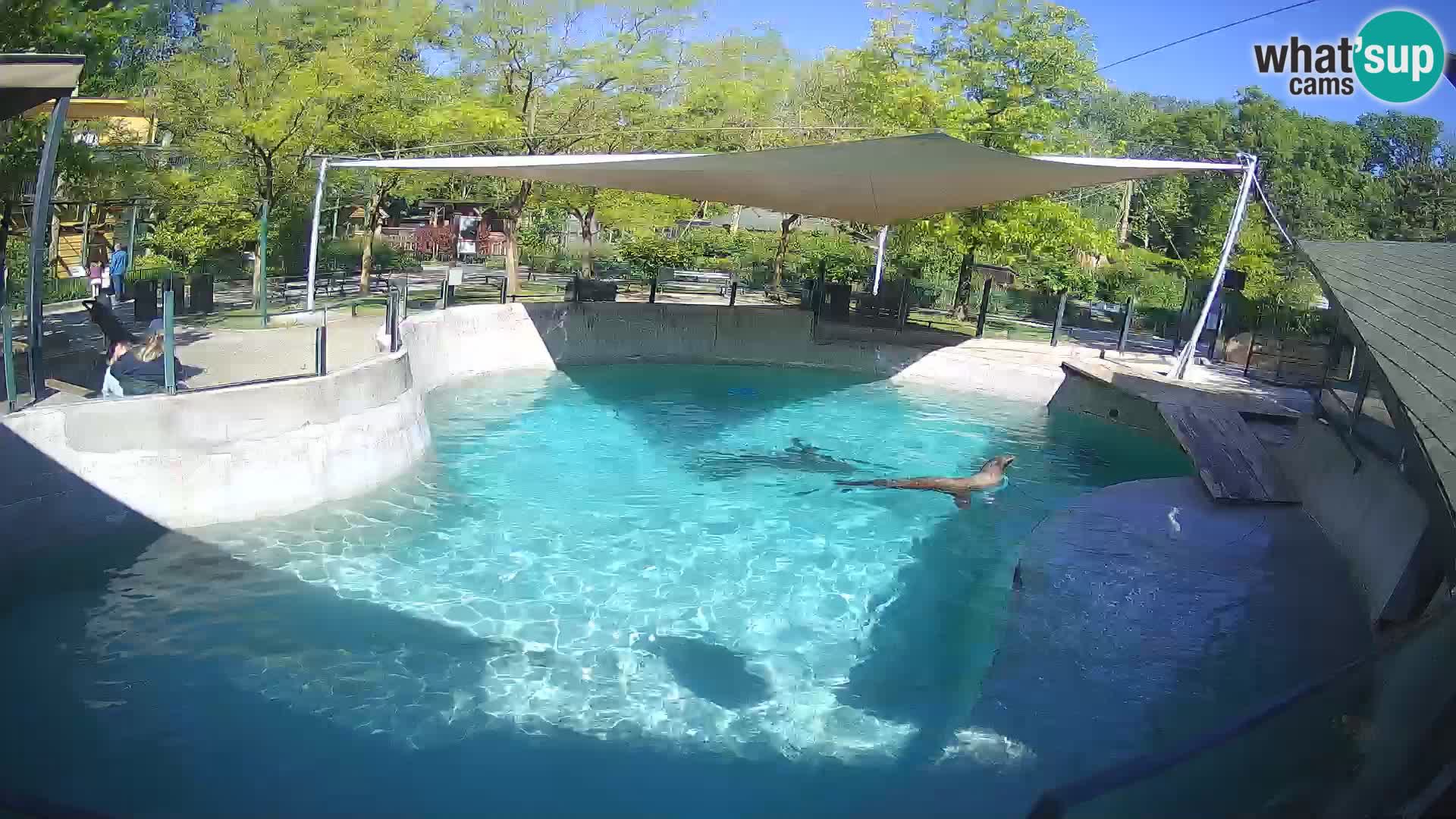 Zoo Zagreb – Kalifornijski morski lav