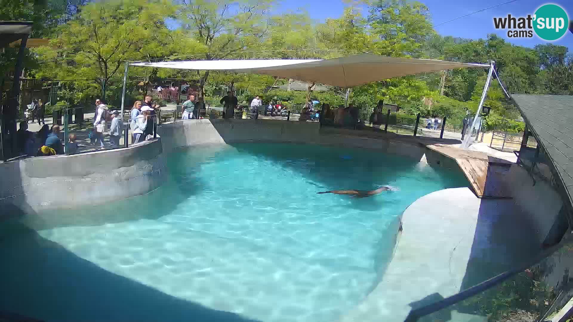 Zoo Zagreb – Kalifornijski morski lav