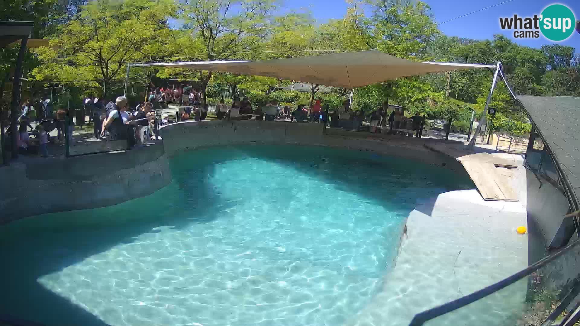 Zoo Zagreb – Kalifornijski morski lav