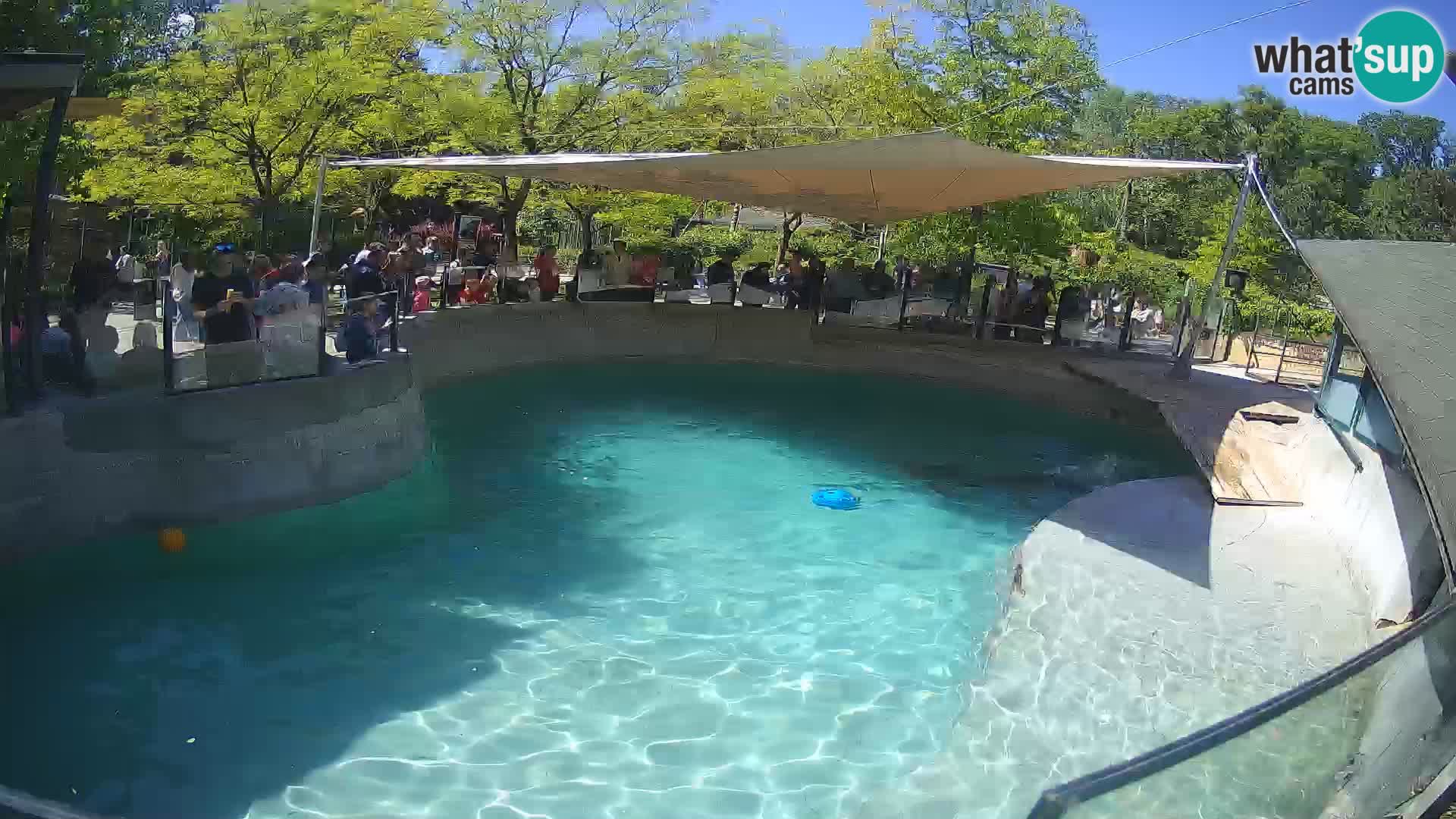 Zoo Zagreb – Kalifornijski morski lav