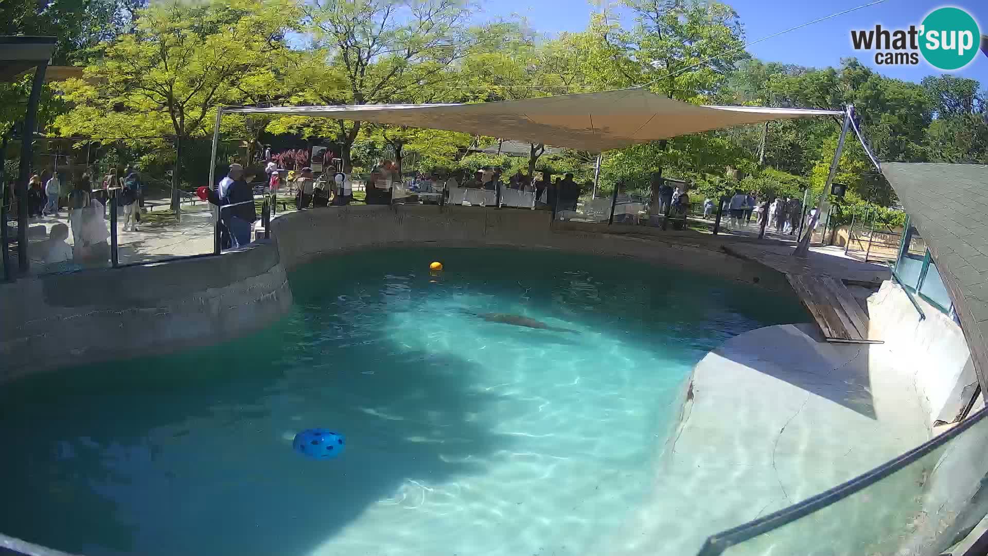 Zoo Zagreb – Kalifornijski morski lav