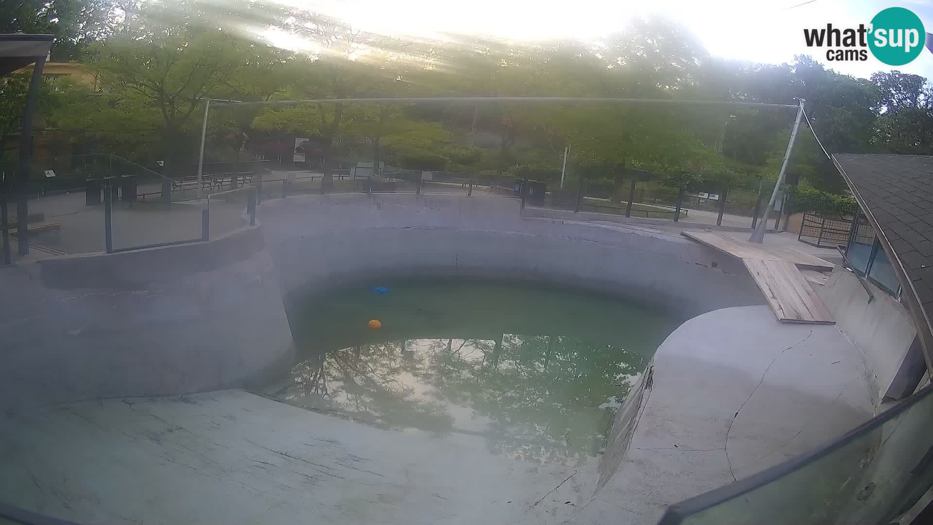 Zoo Zagreb – Kalifornijski morski lav