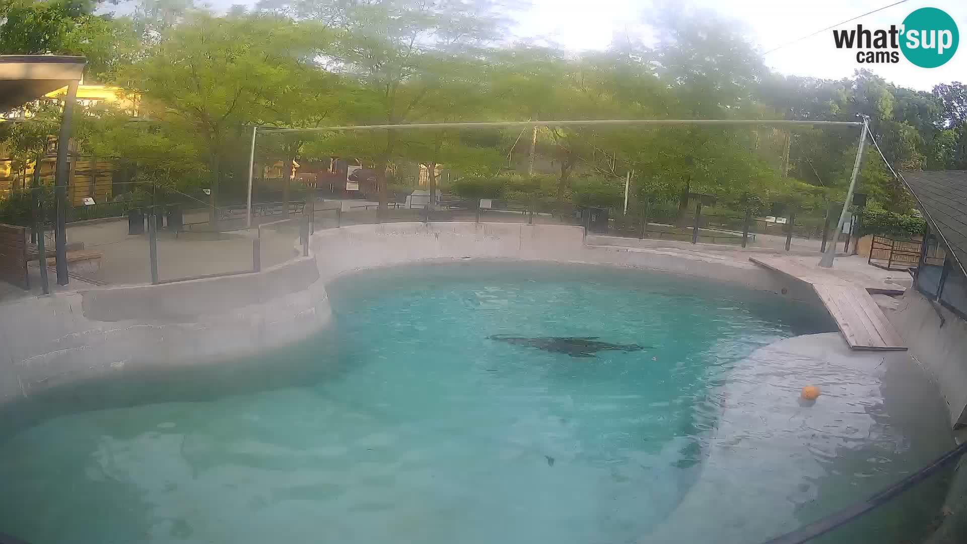 Zoo Zagreb –  León marino de California