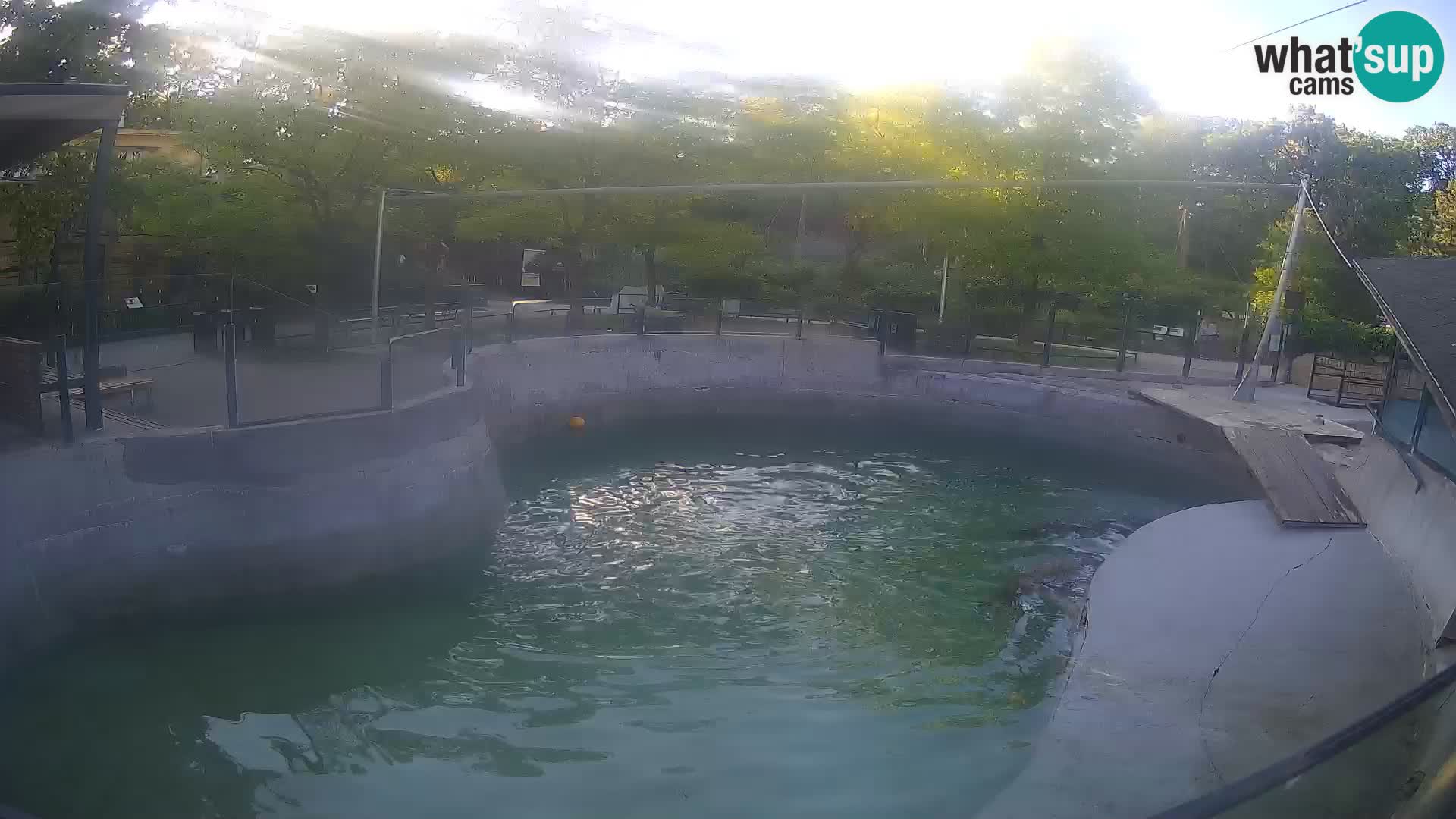 Zoo Zagreb – Otarie de Californie