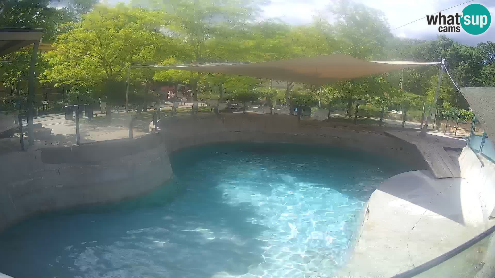 Zoo Zagreb –  León marino de California