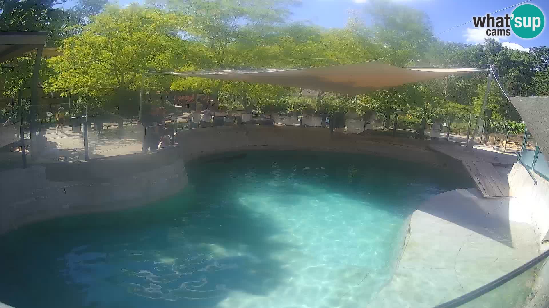 Zoo Zagreb – Kalifornischer Seelöwe