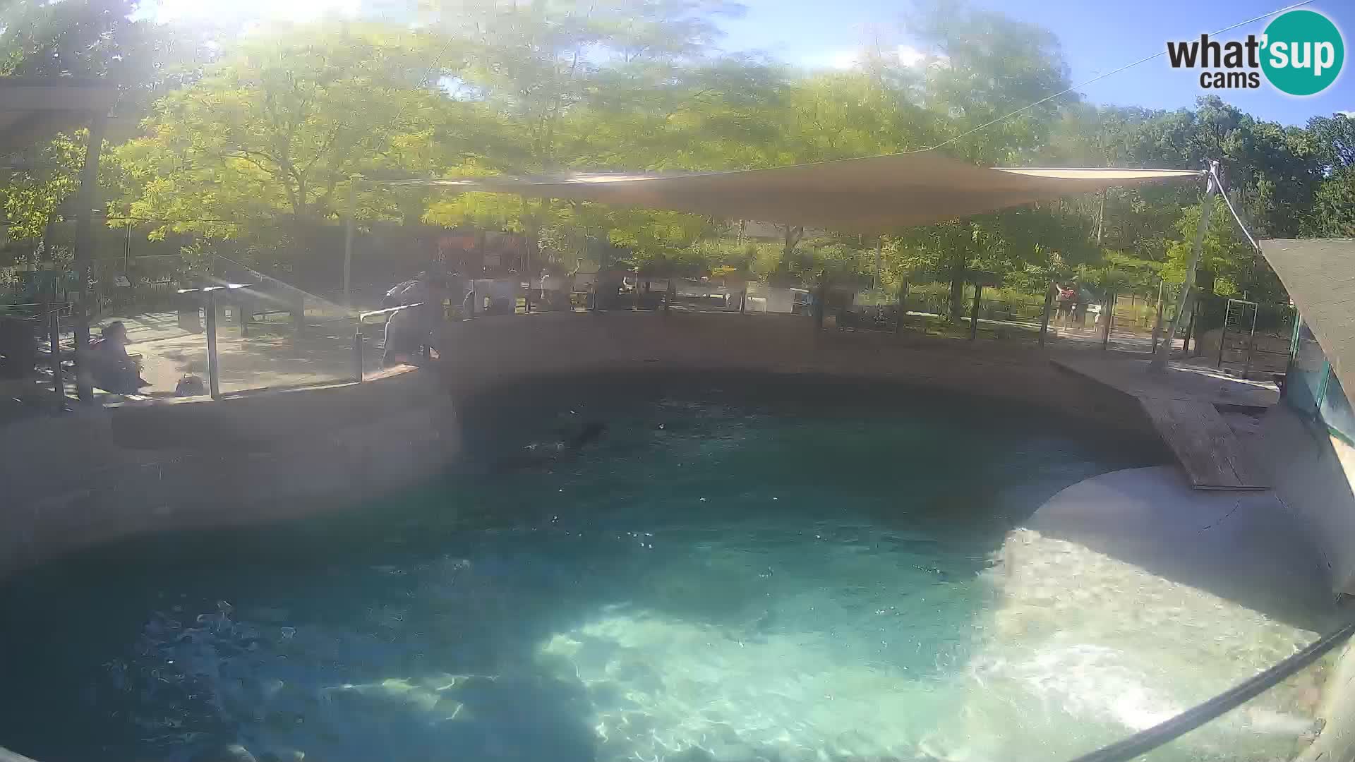 Zoo Zagreb – Otaria della California
