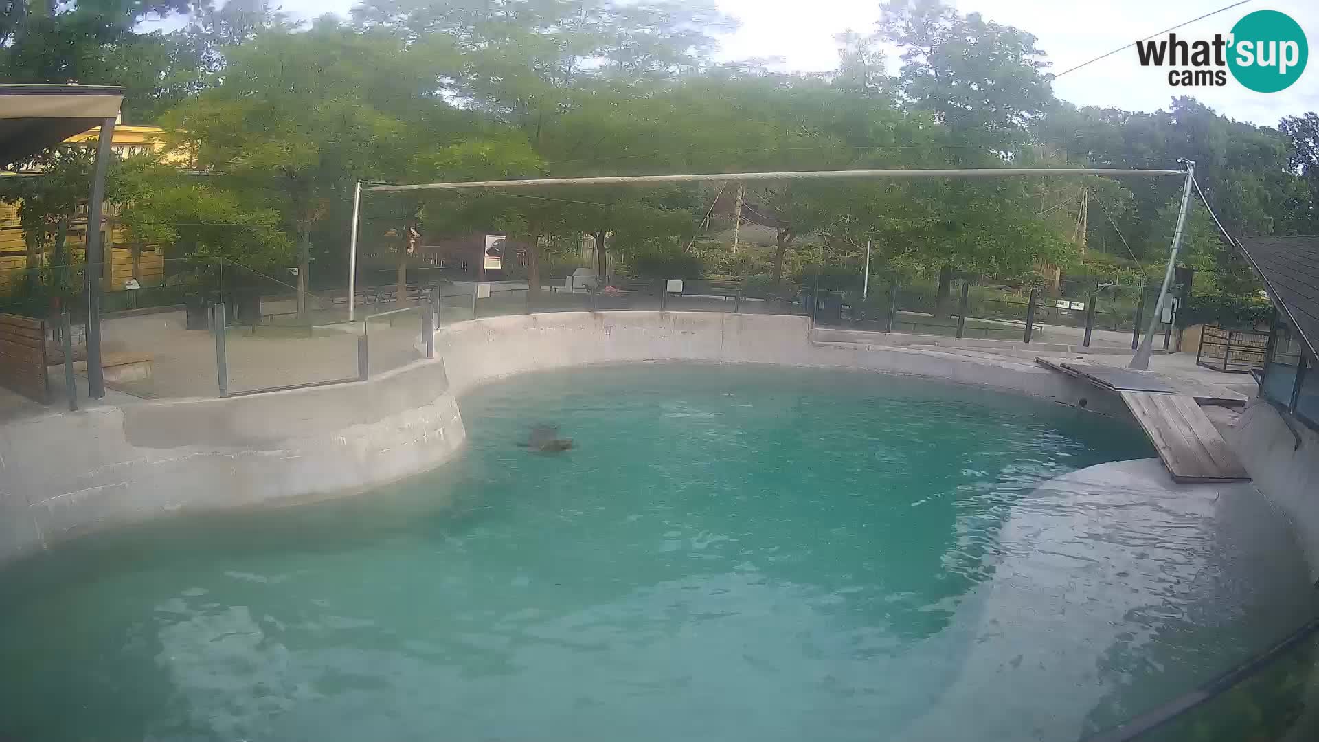 Zoo Zagreb – Otarie de Californie