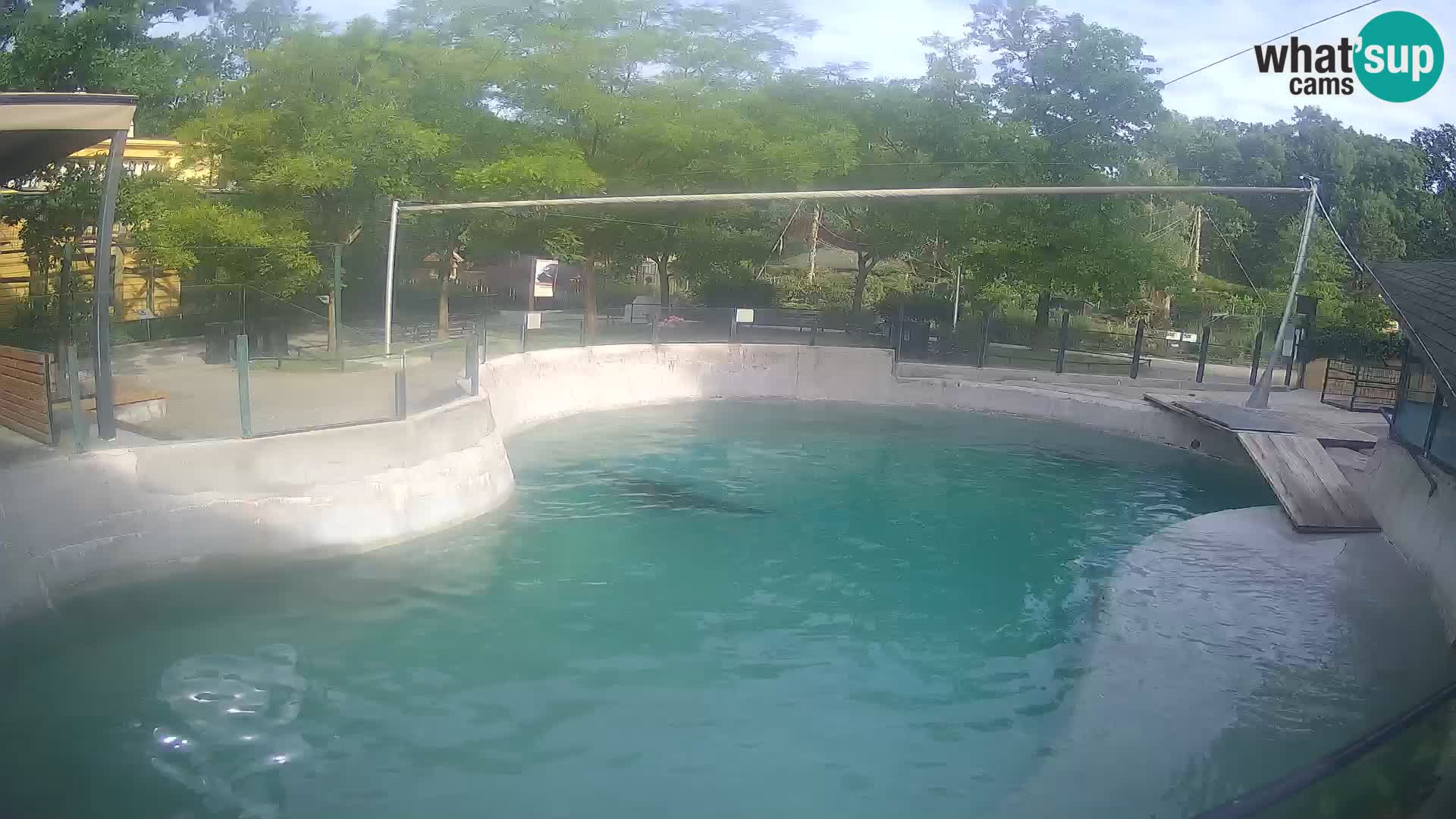 Zoo Zagreb –  León marino de California