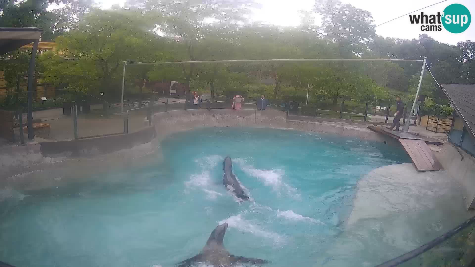 Zoo Zagreb –  León marino de California