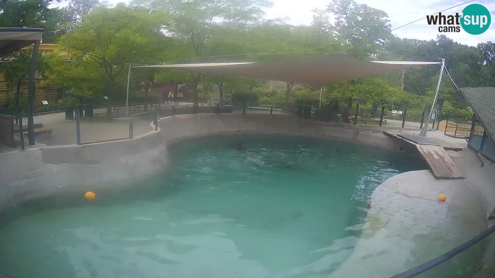 Zoo Zagreb – Kalifornijski morski lav