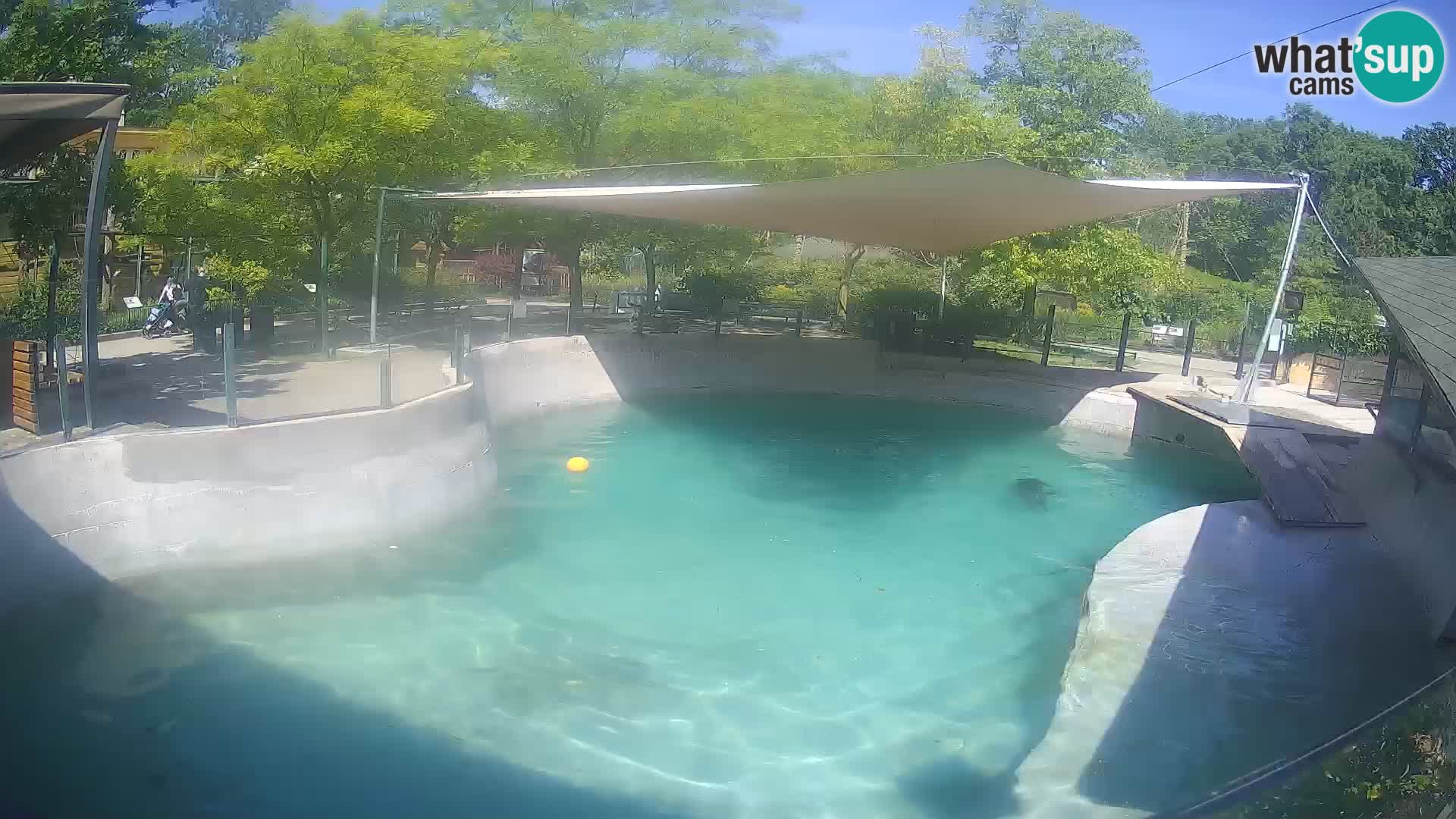 Zoo Zagreb –  León marino de California