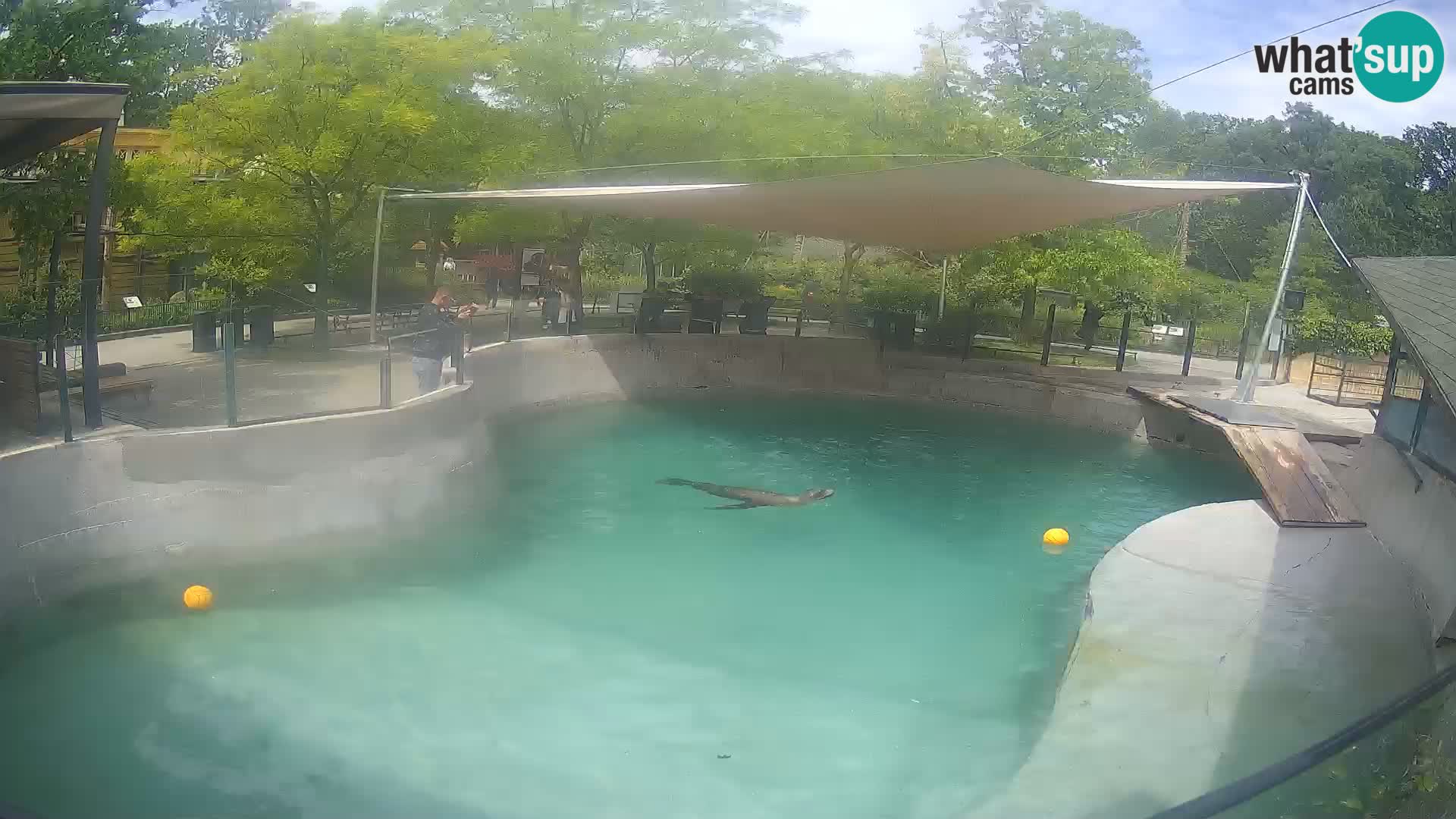 Zoo Zagreb –  León marino de California