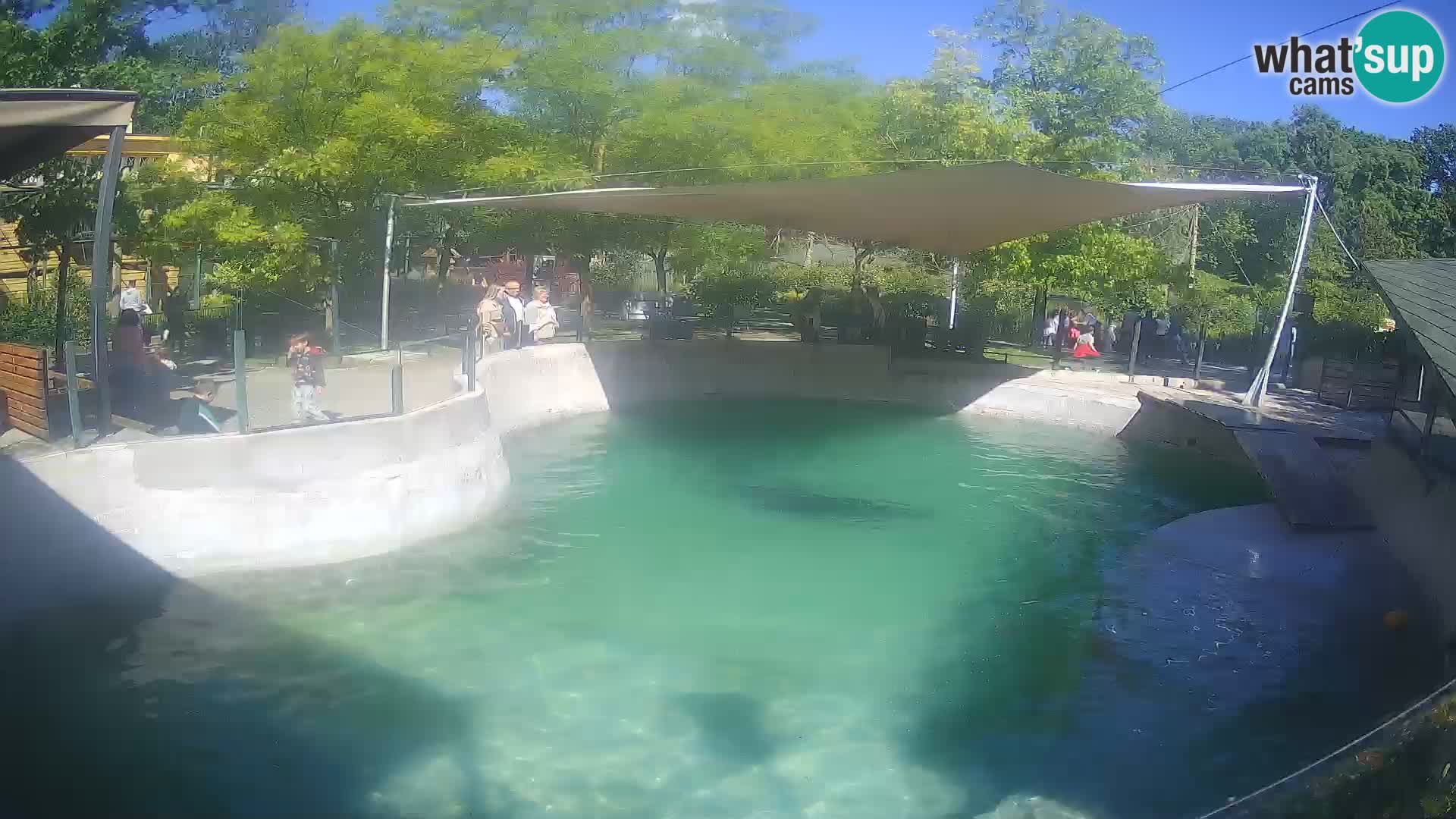 Zoo Zagreb –  León marino de California