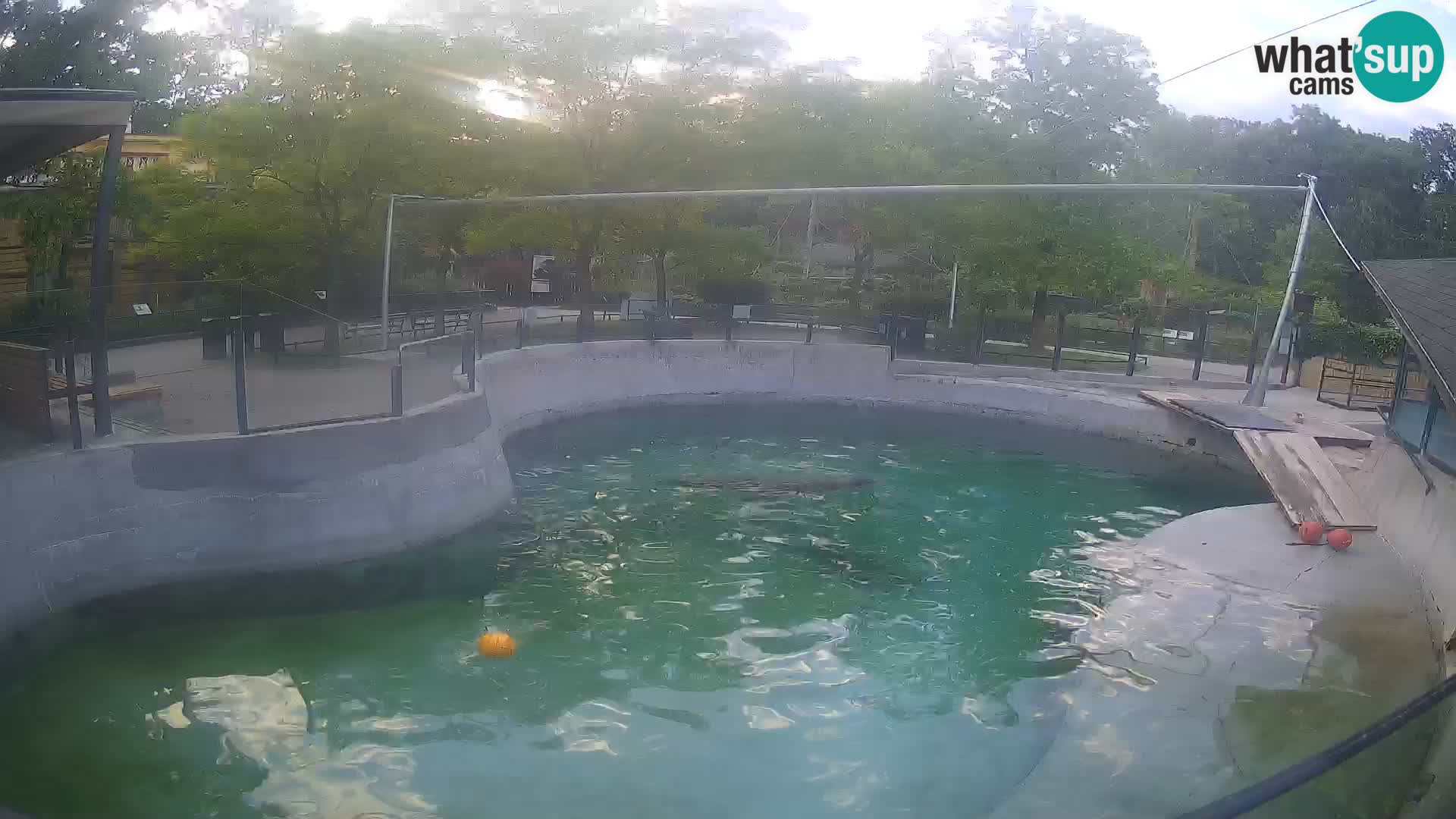 Zoo Zagreb – Kalifornijski morski lav