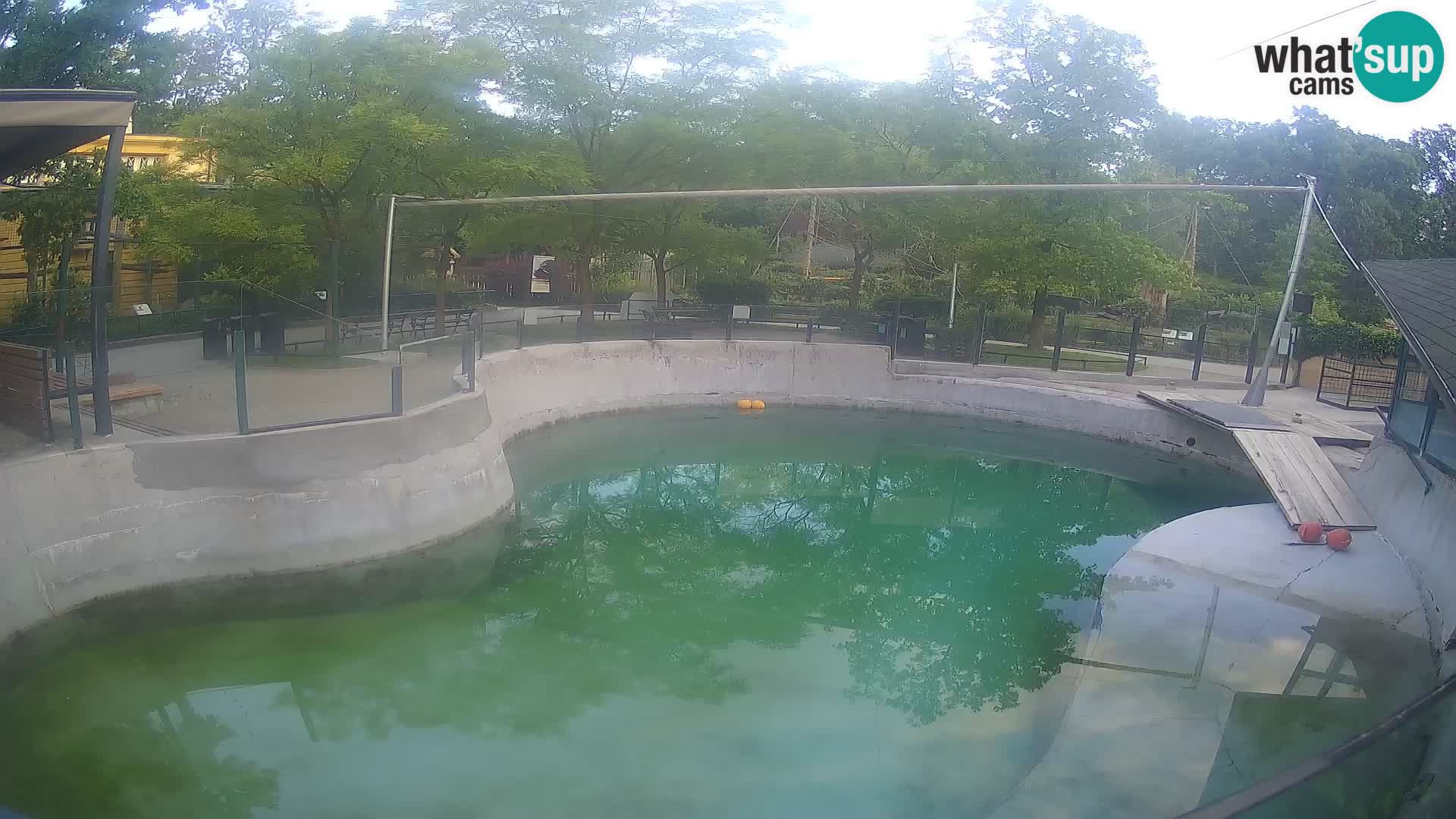 Zoo Zagreb –  León marino de California