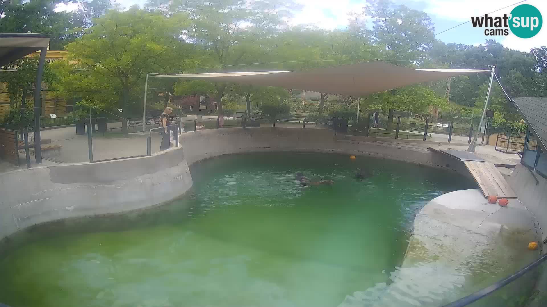 Zoo Zagreb –  León marino de California