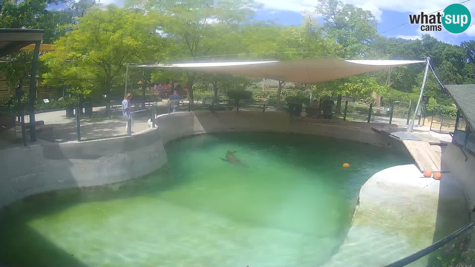 Zoo Zagreb –  León marino de California