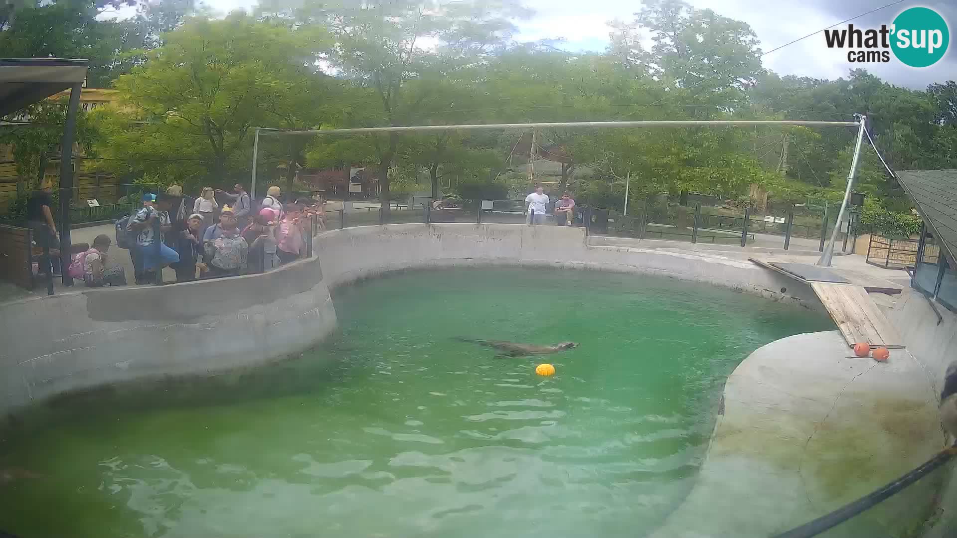 Zoo Zagreb –  León marino de California