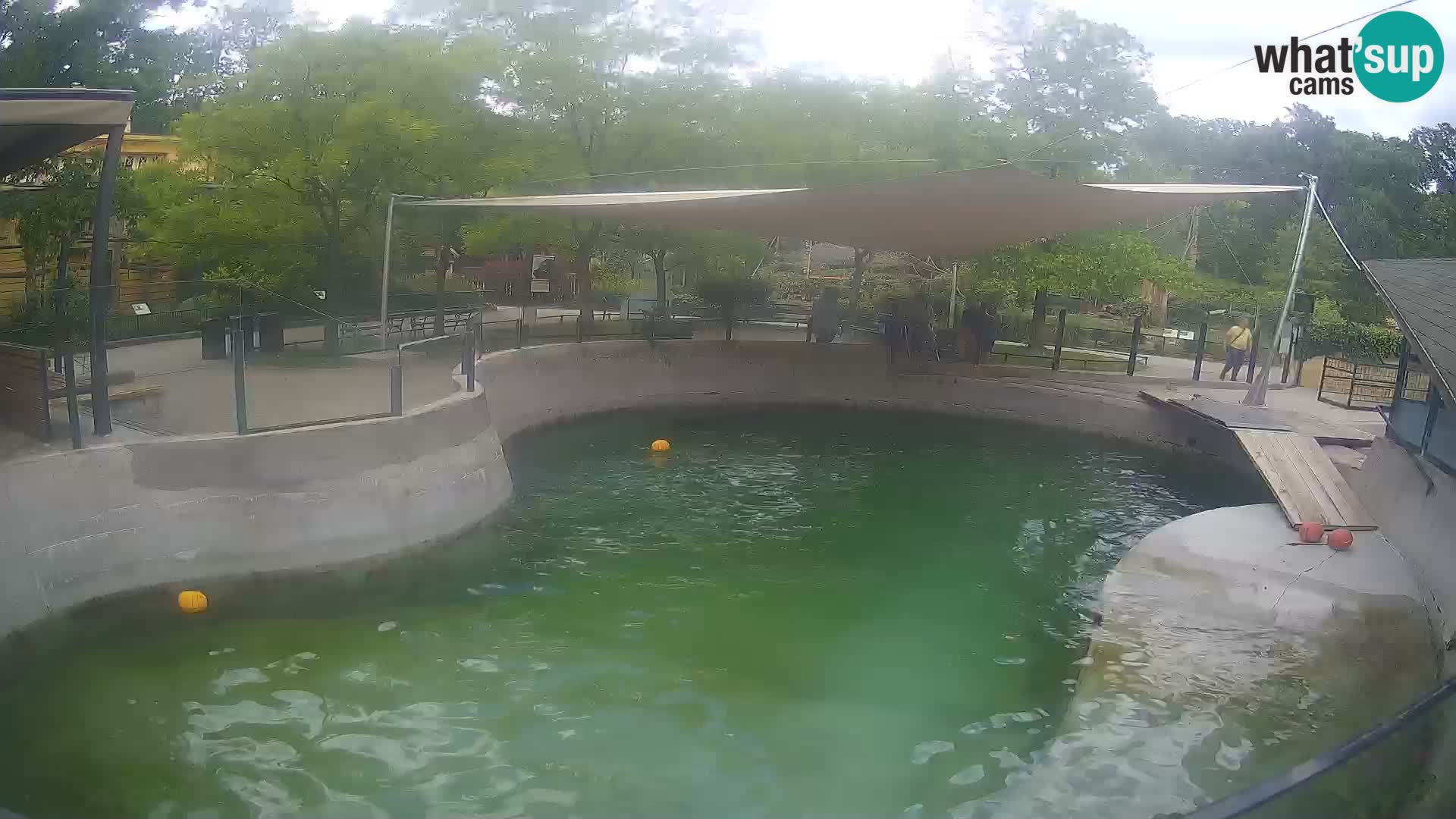 Zoo Zagreb – Kalifornijski morski lav