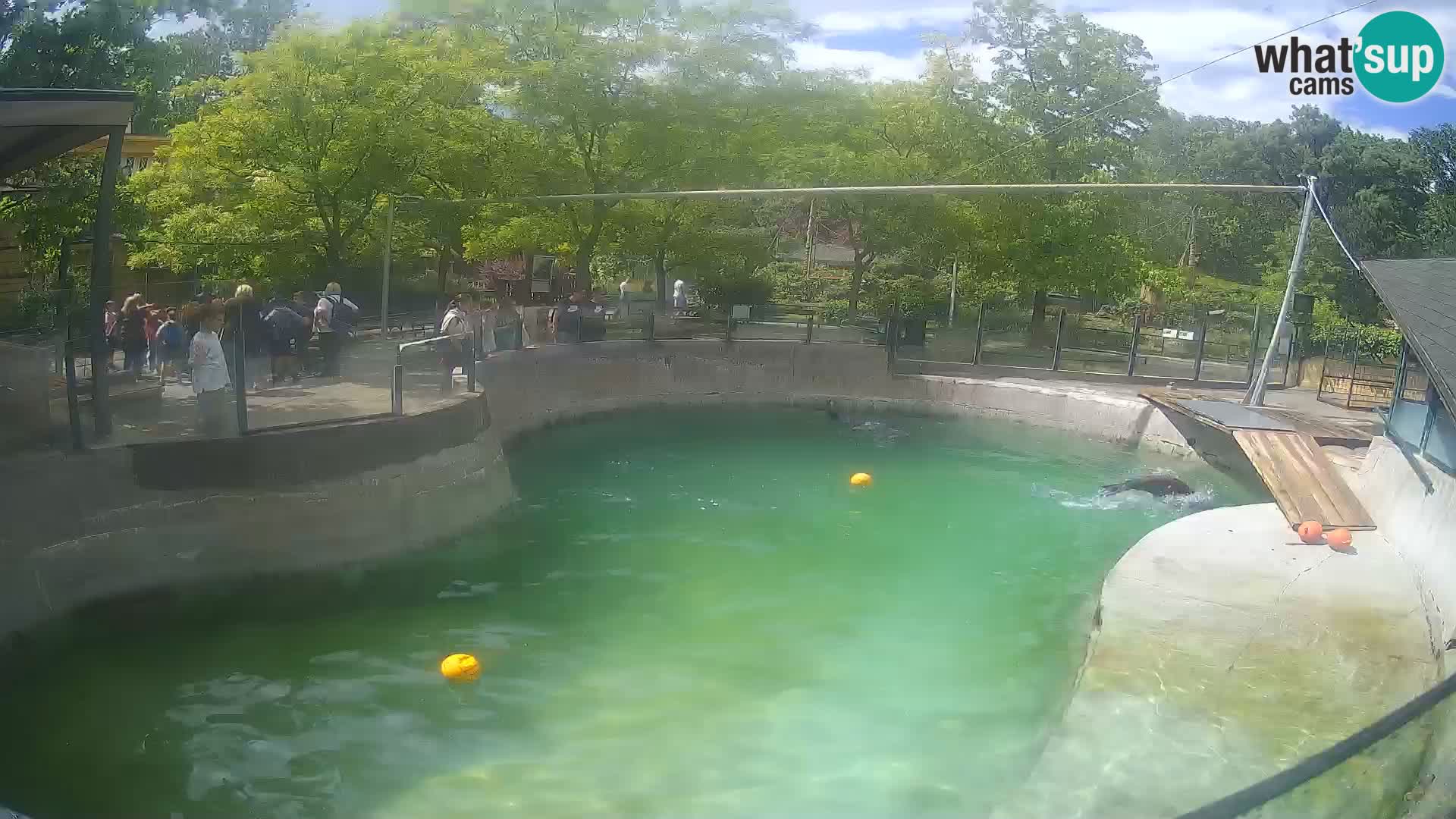 Zoo Zagreb – Kalifornijski morski lav