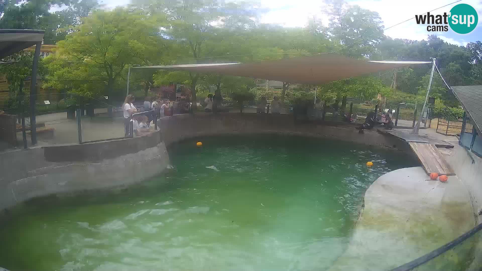 Zoo Zagreb – Otarie de Californie