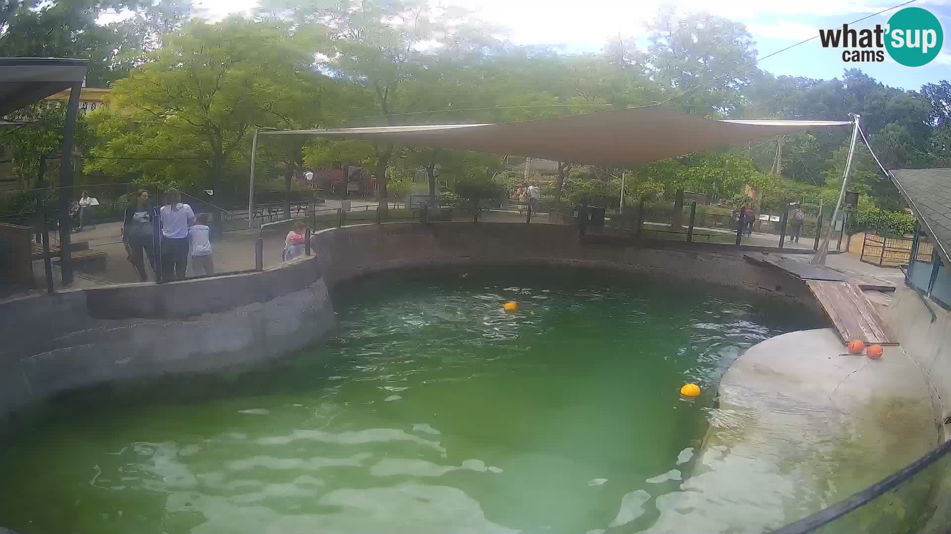 Zoo Zagreb – Otaria della California