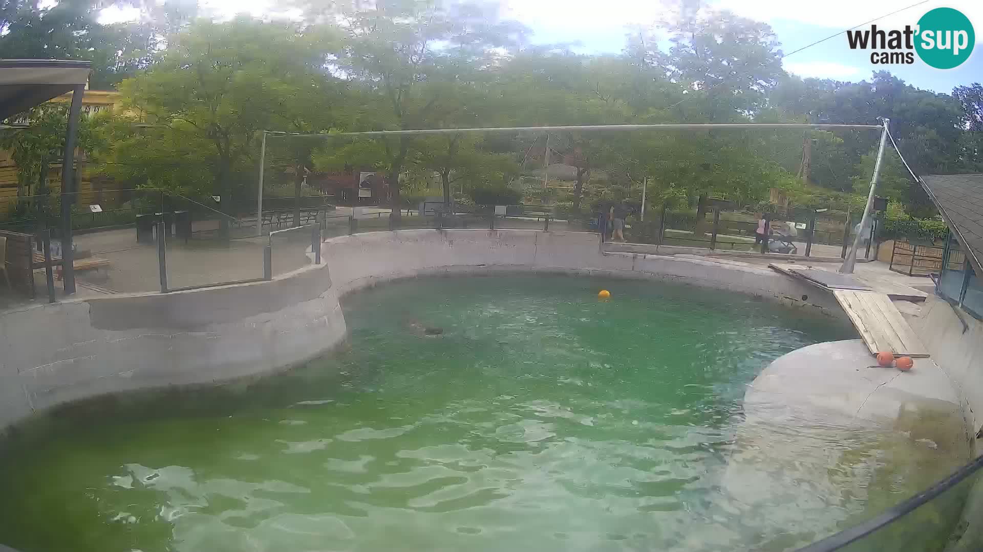 Zoo Zagreb – Kalifornijski morski lev