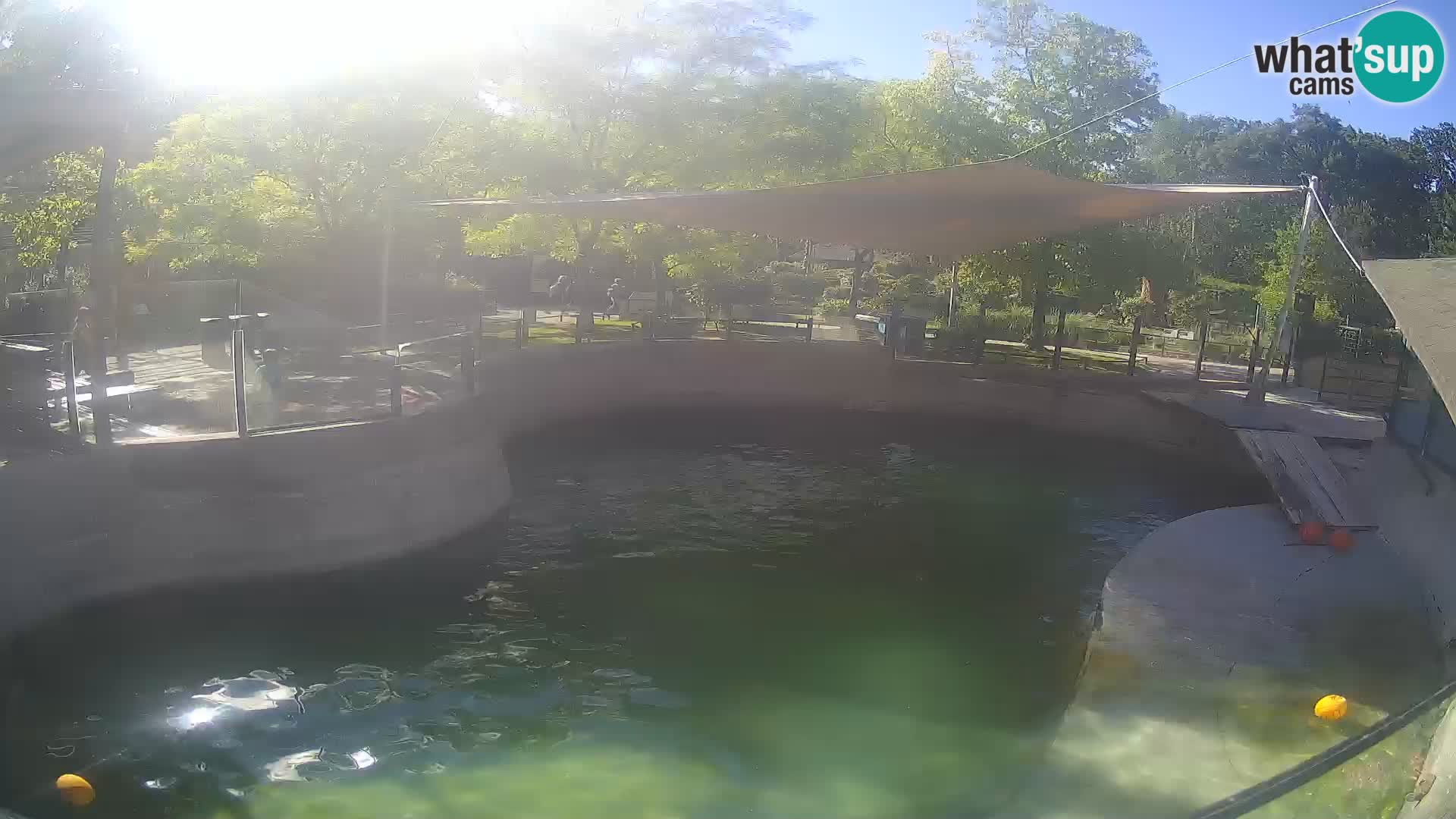 Zoo Zagreb – Kalifornijski morski lav