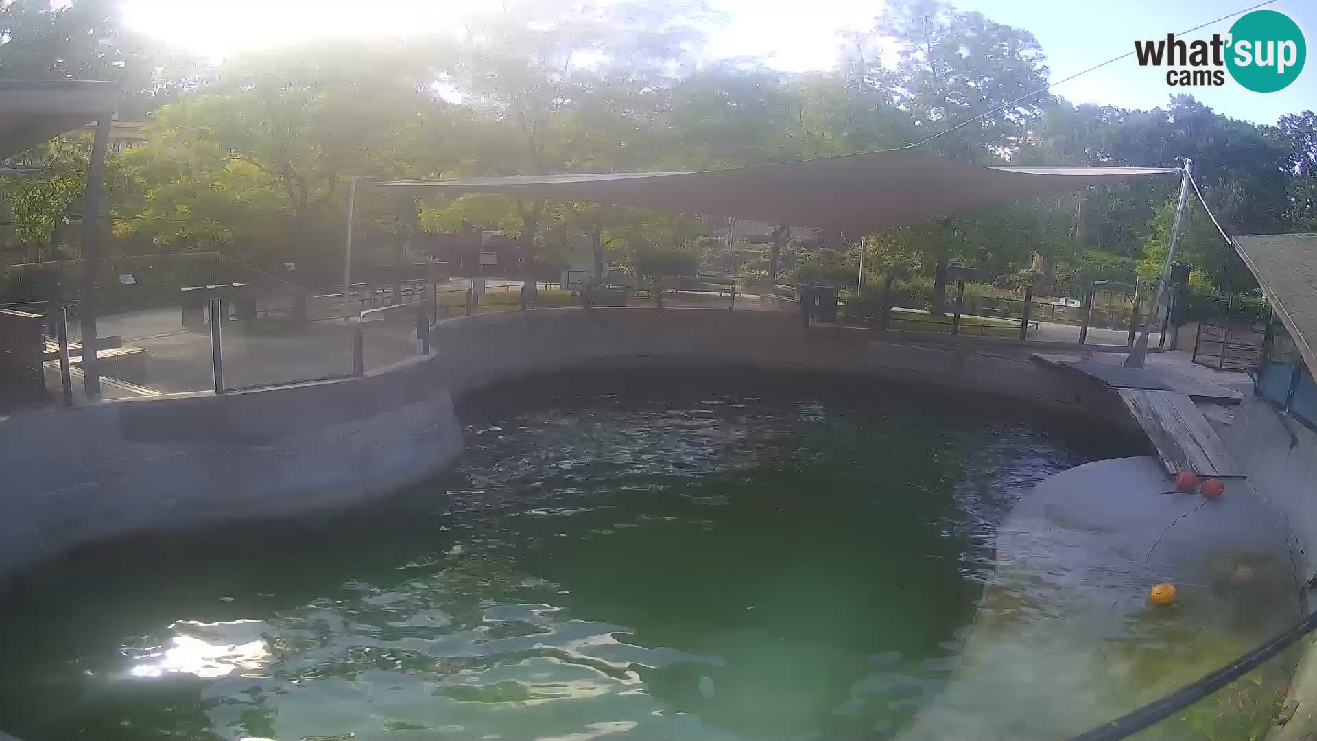 Zoo Zagreb – Kalifornijski morski lav