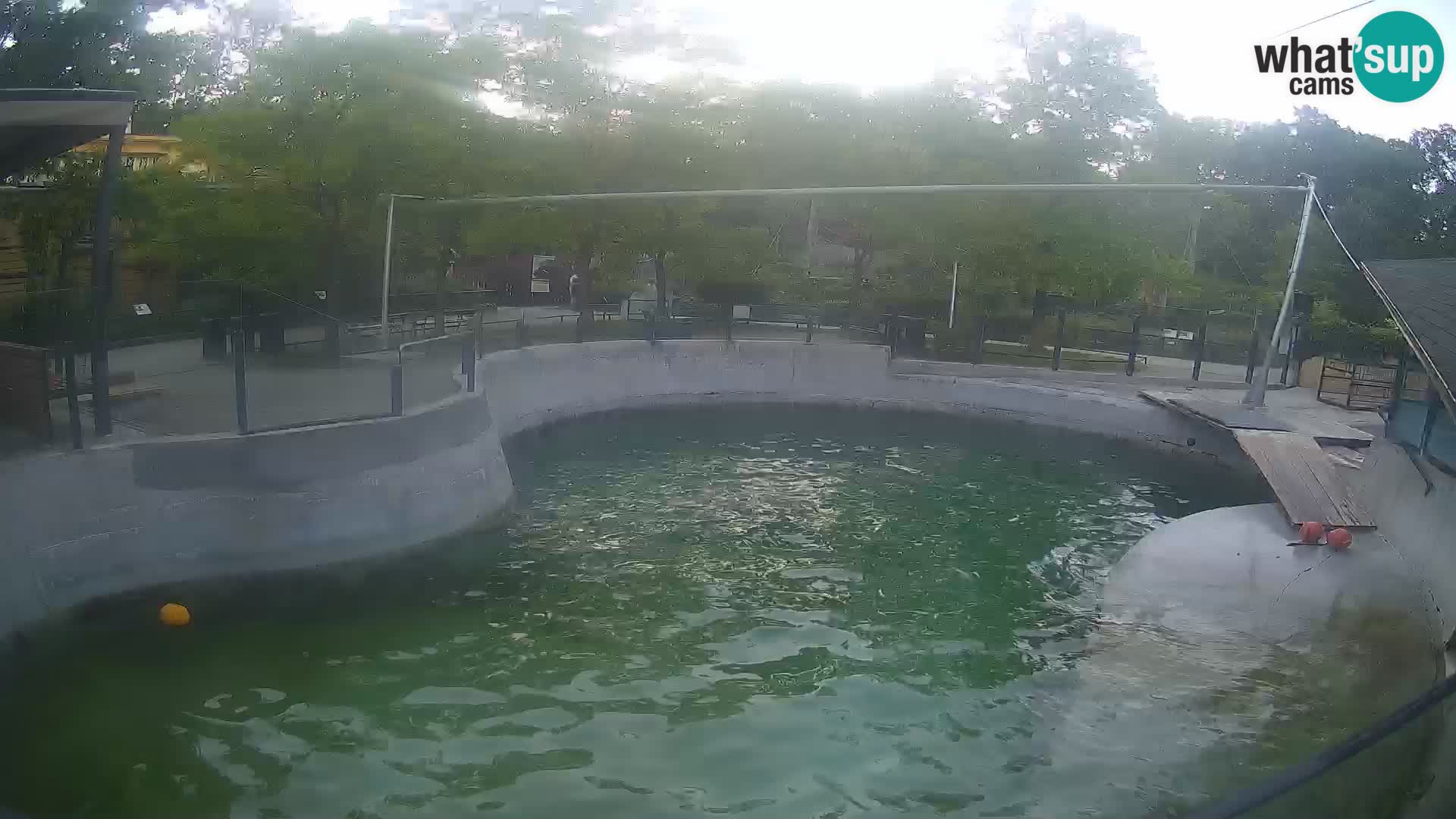 Zoo Zagreb – Kalifornijski morski lav