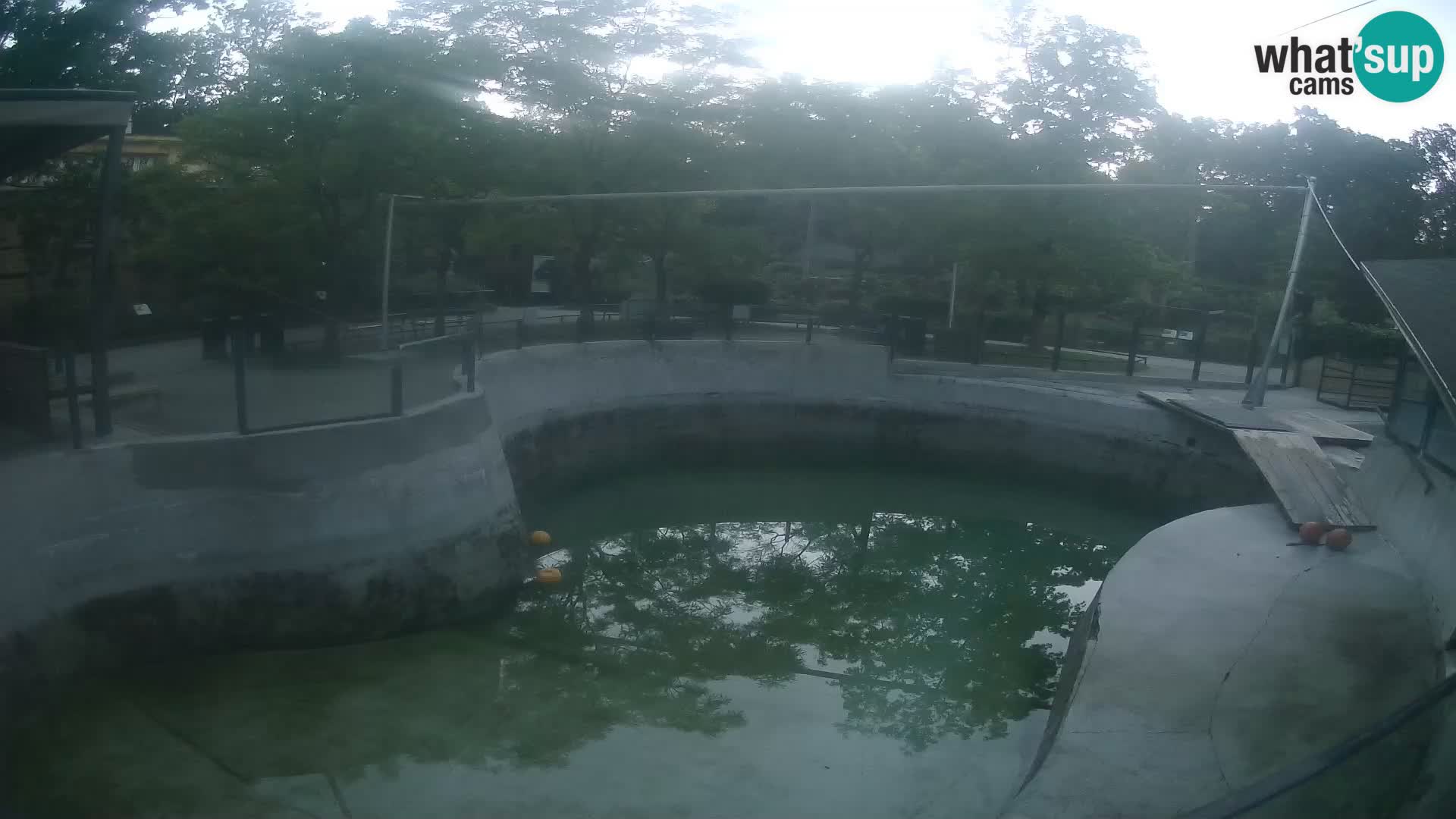 Zoo Zagreb –  León marino de California