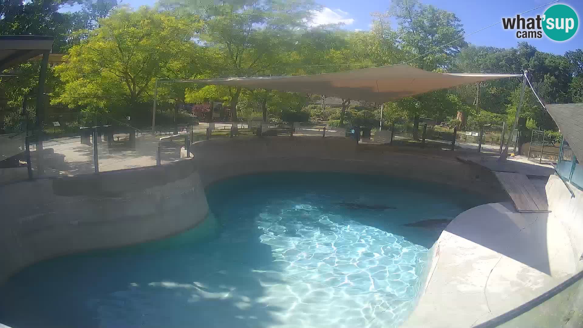 Zoo Zagreb – Kalifornijski morski lav