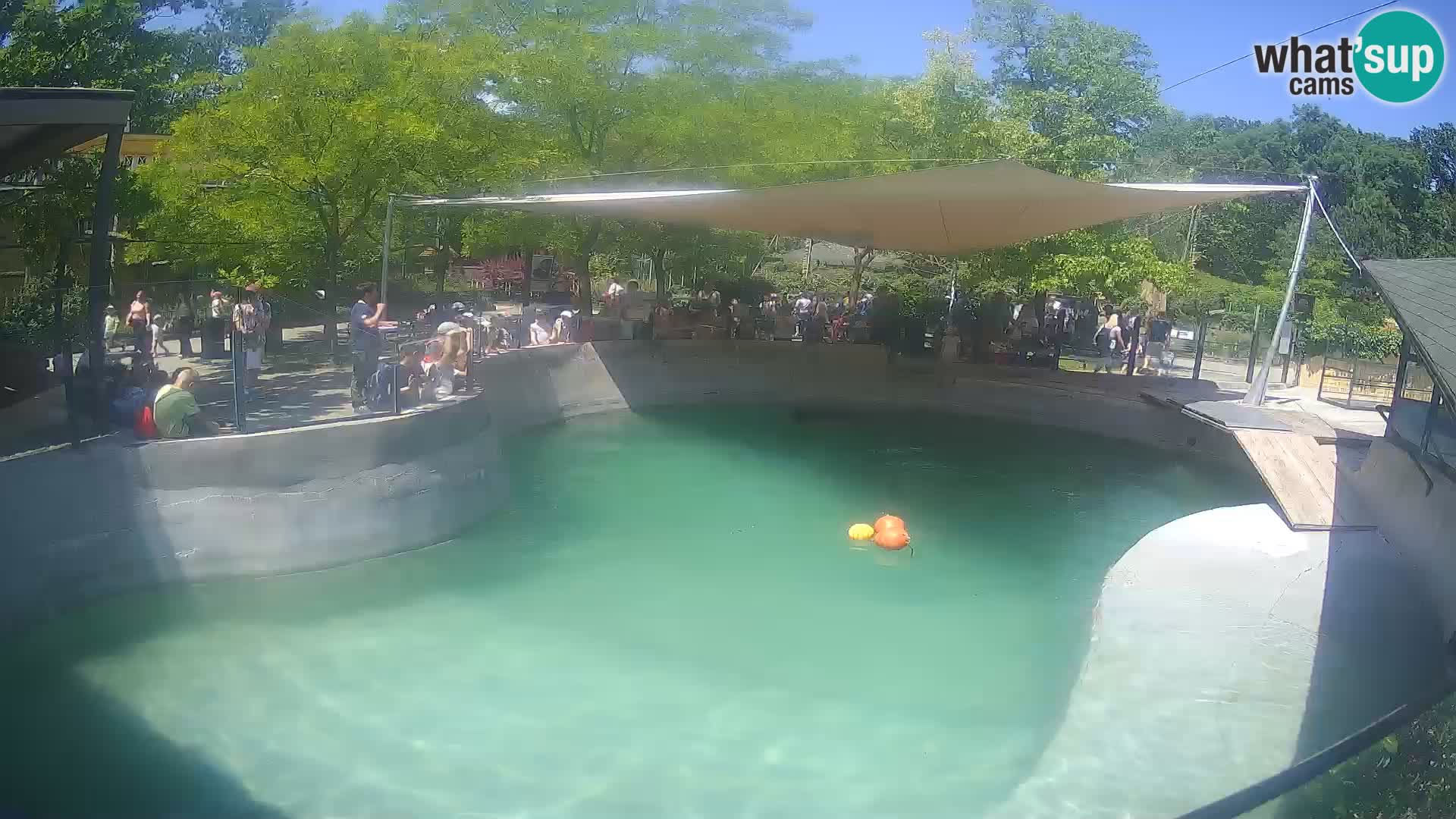 Zoo Zagreb –  León marino de California
