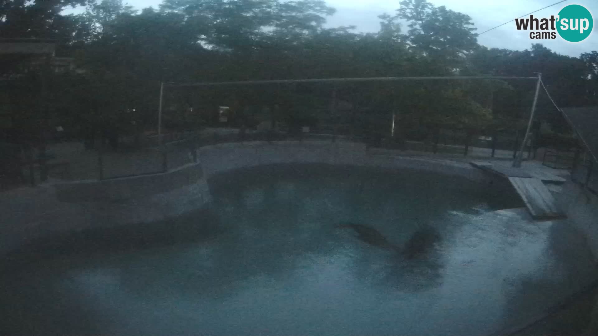 Zoo Zagreb – Kalifornijski morski lev