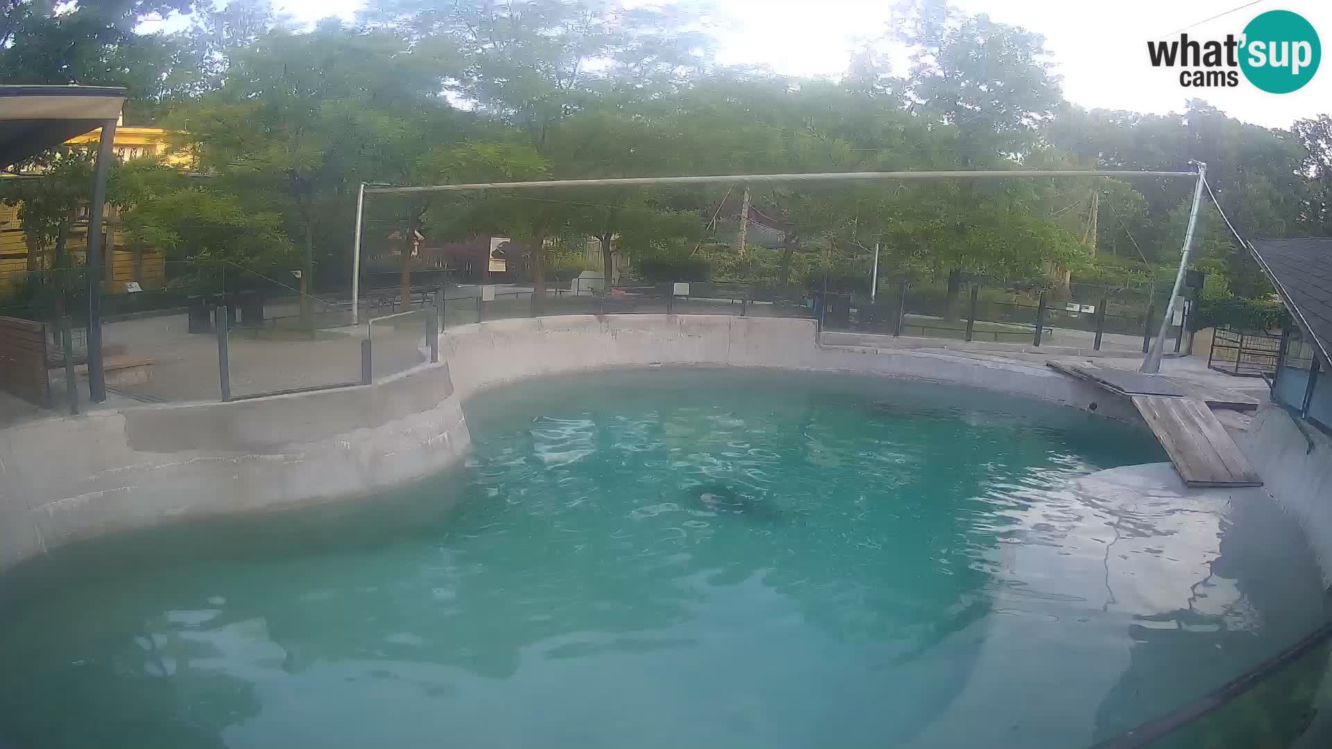 Zoo Zagreb – Otarie de Californie
