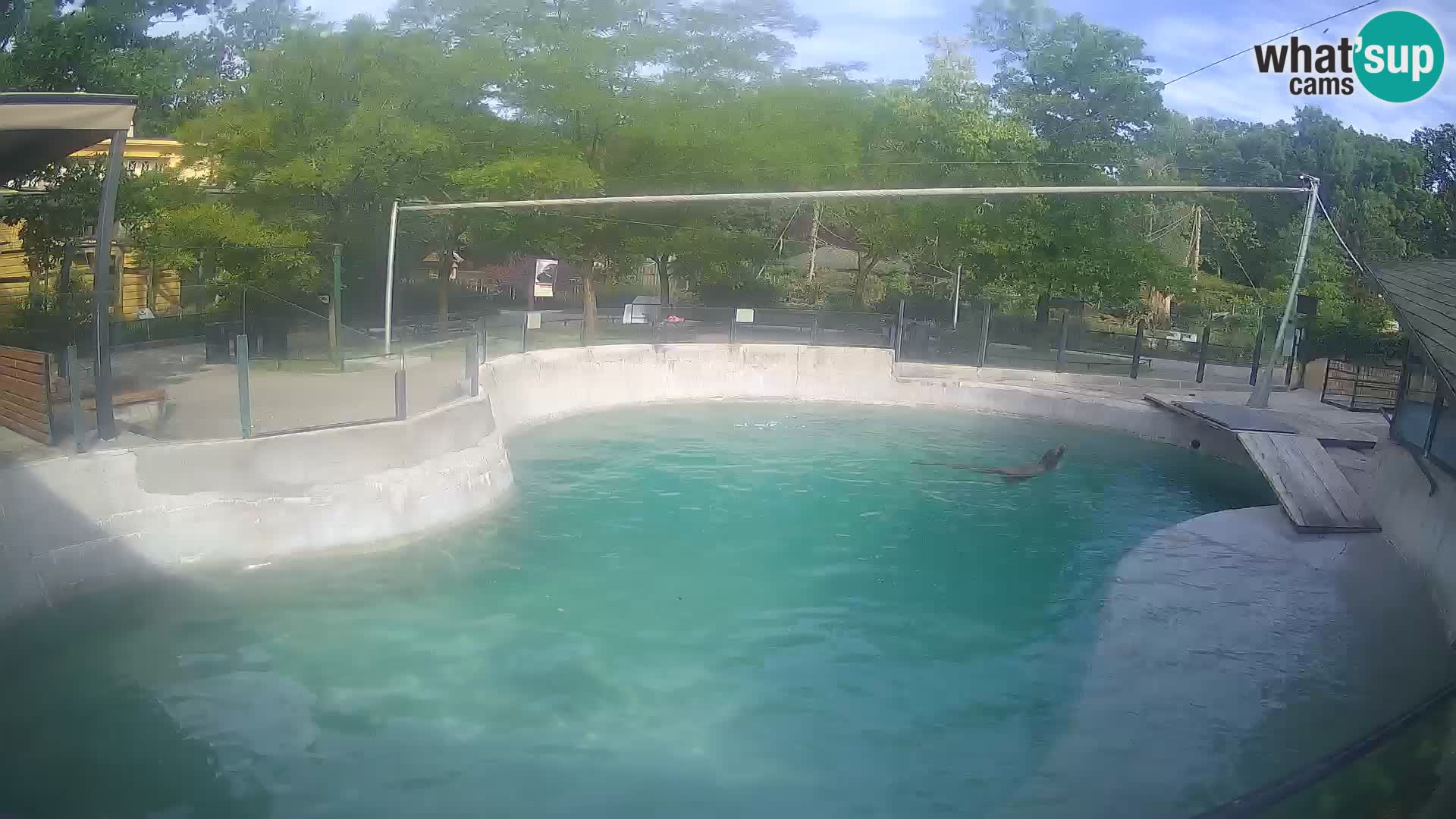 Zoo Zagreb – Otarie de Californie