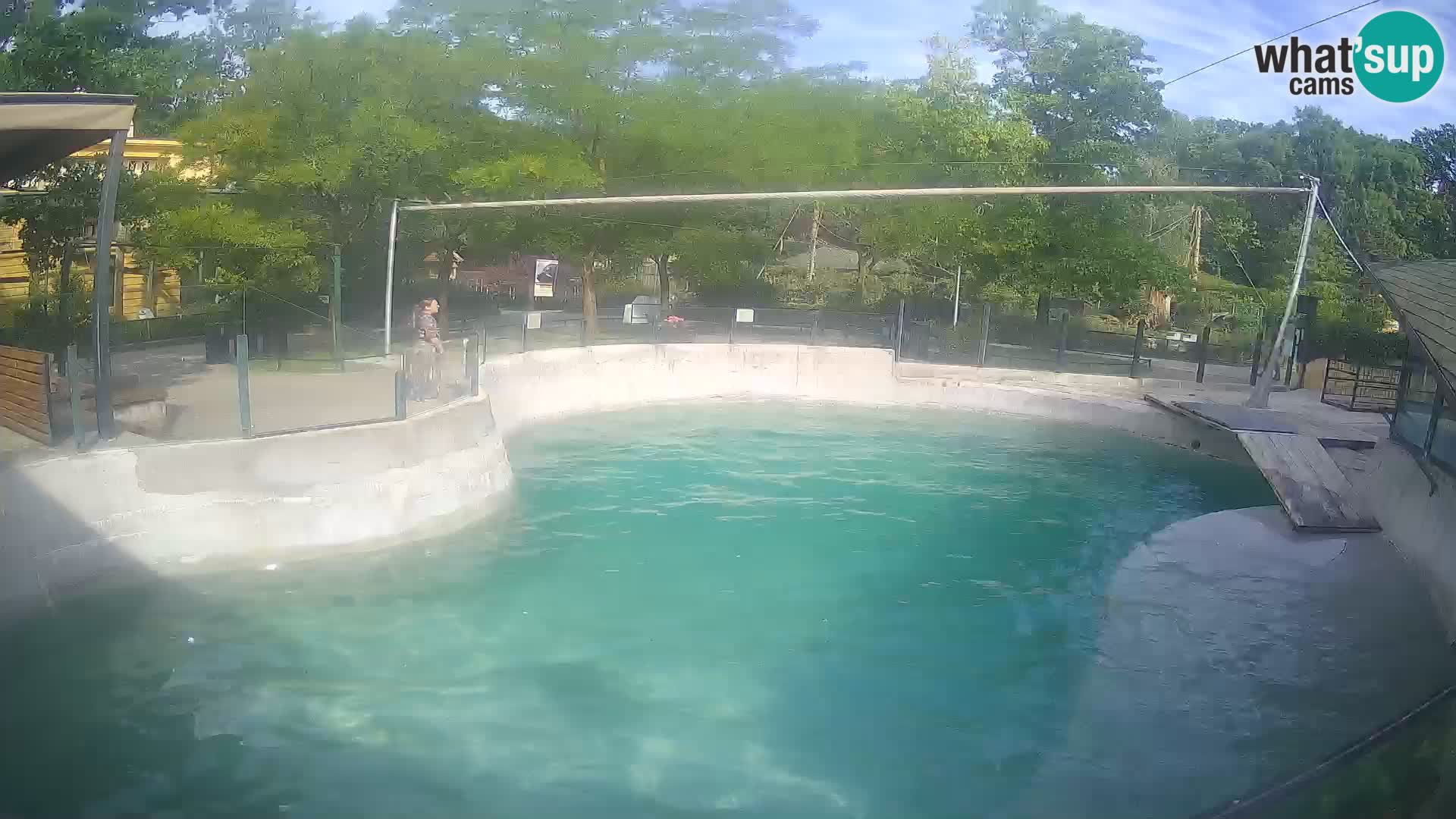 Zoo Zagreb –  León marino de California