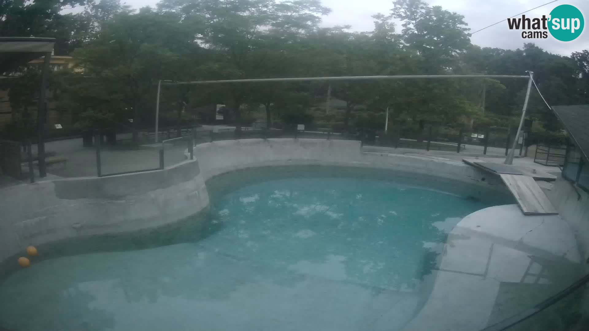 Zoo Zagreb – Kalifornijski morski lav