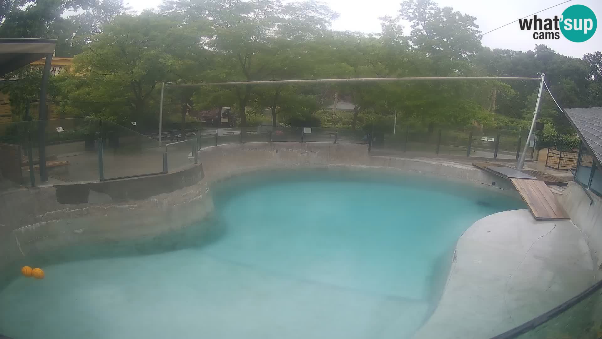 Zoo Zagreb –  León marino de California