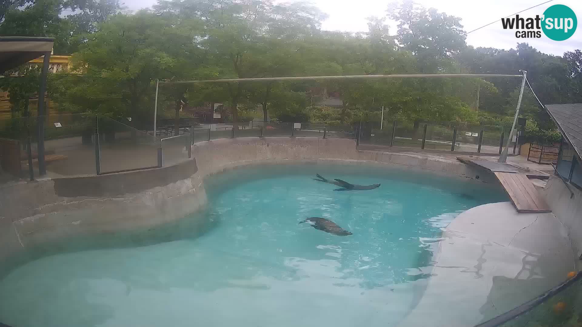 Zoo Zagreb – Kalifornijski morski lev