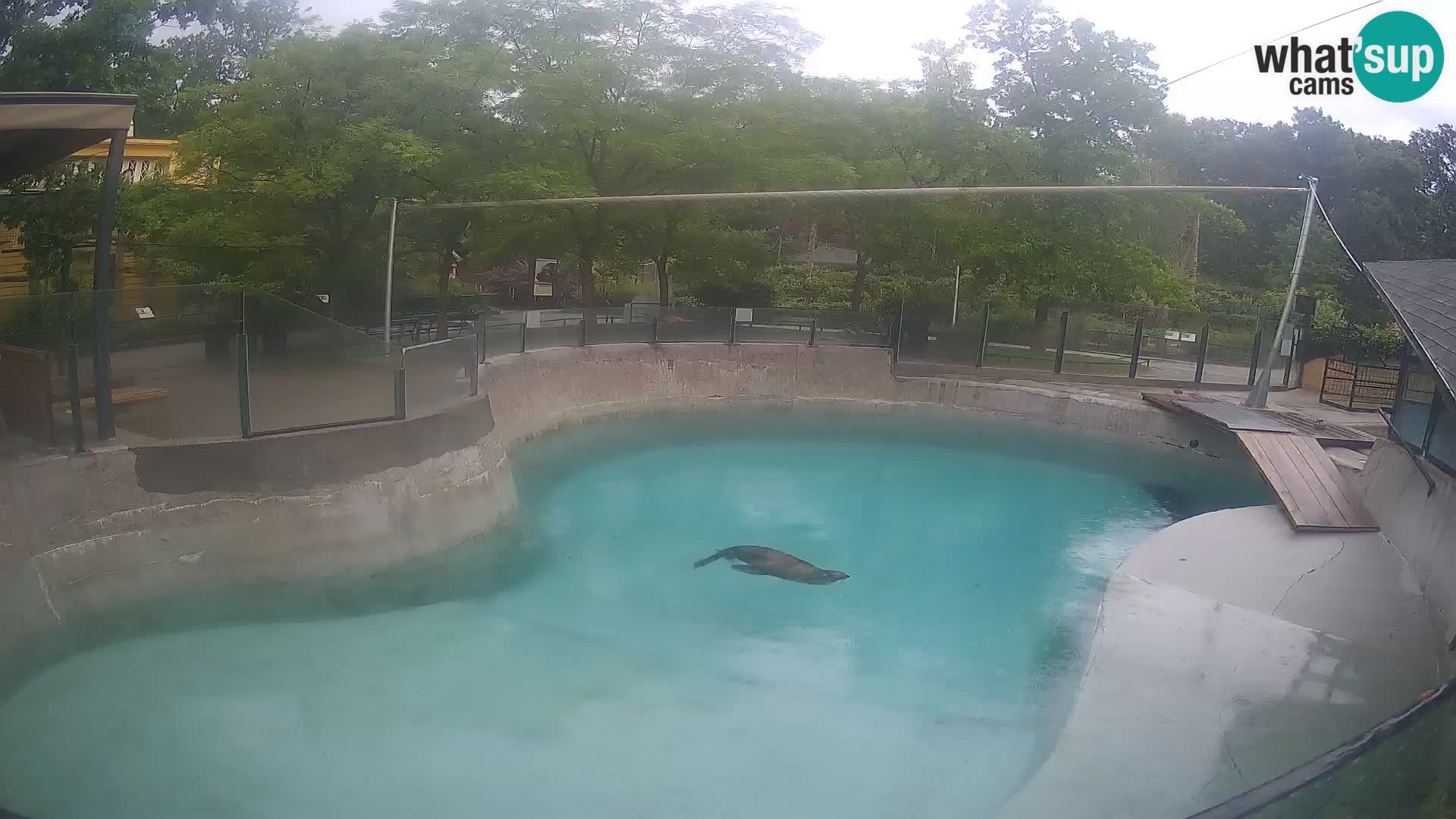 Zoo Zagreb – Kalifornijski morski lav