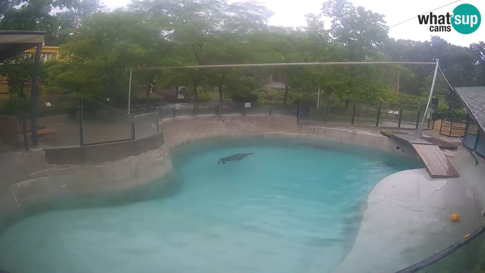 Zoo Zagreb – Kalifornijski morski lav