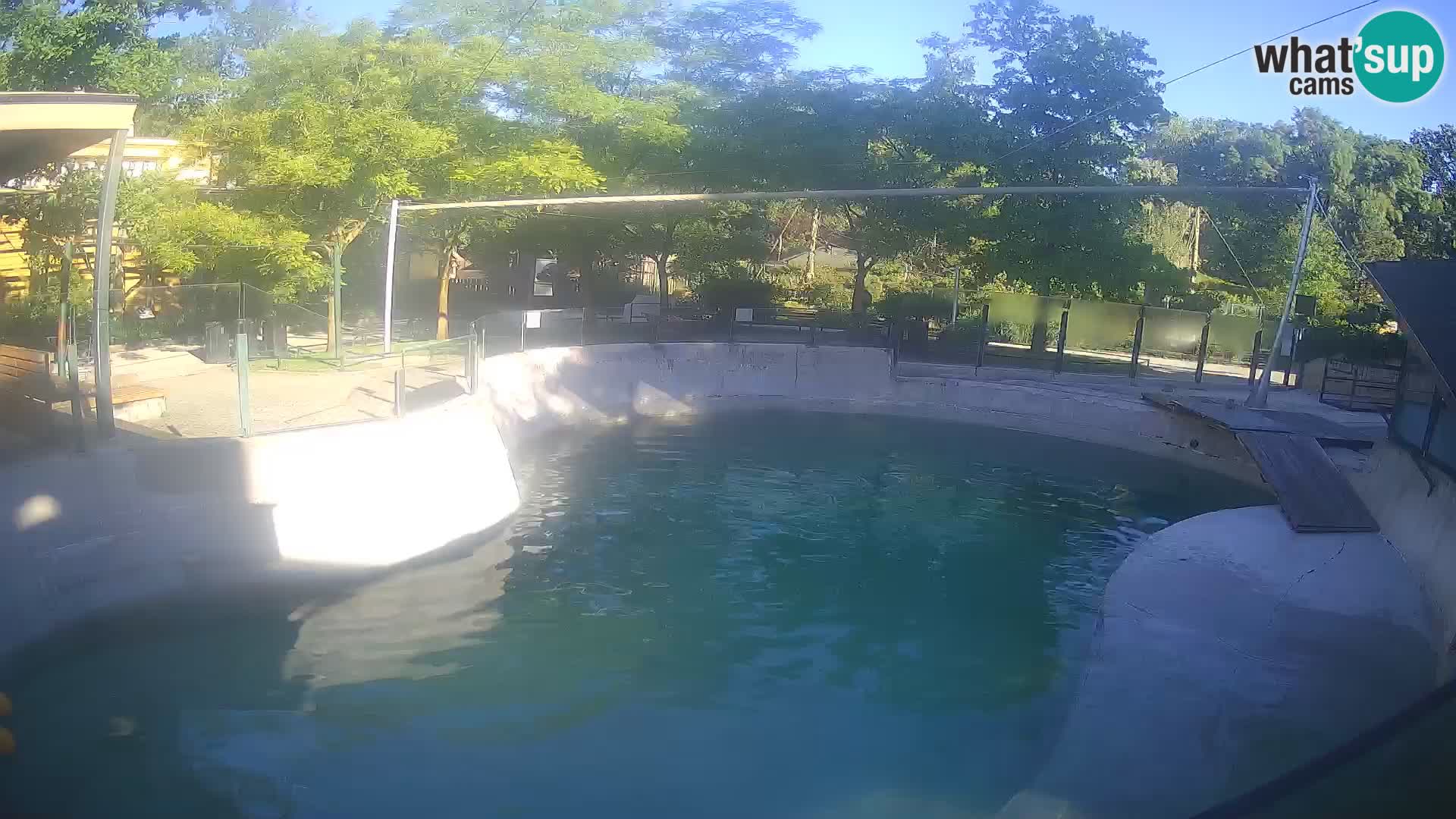 Zoo Zagreb –  León marino de California